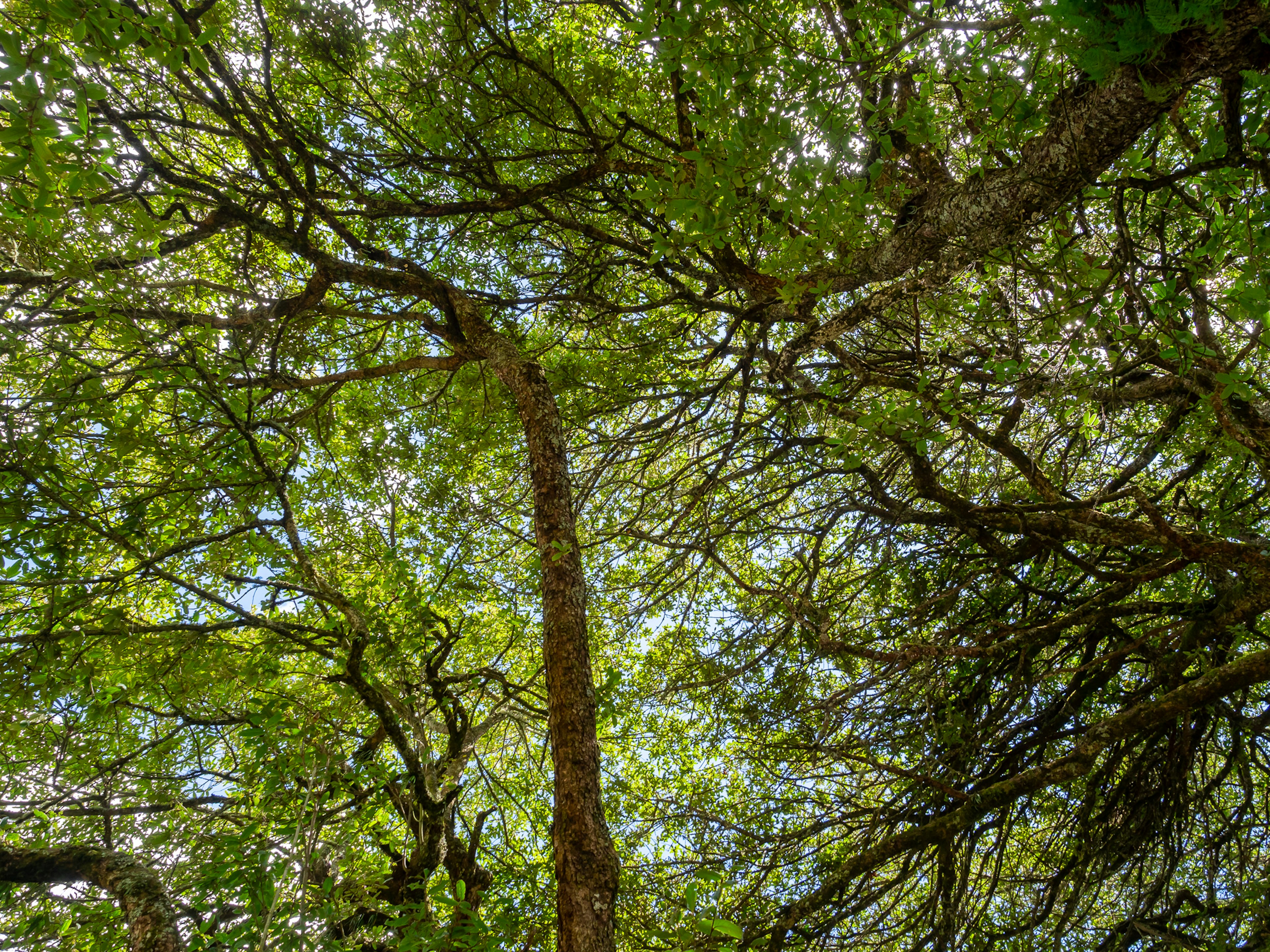 View looking up at lush green tree branches and leaves