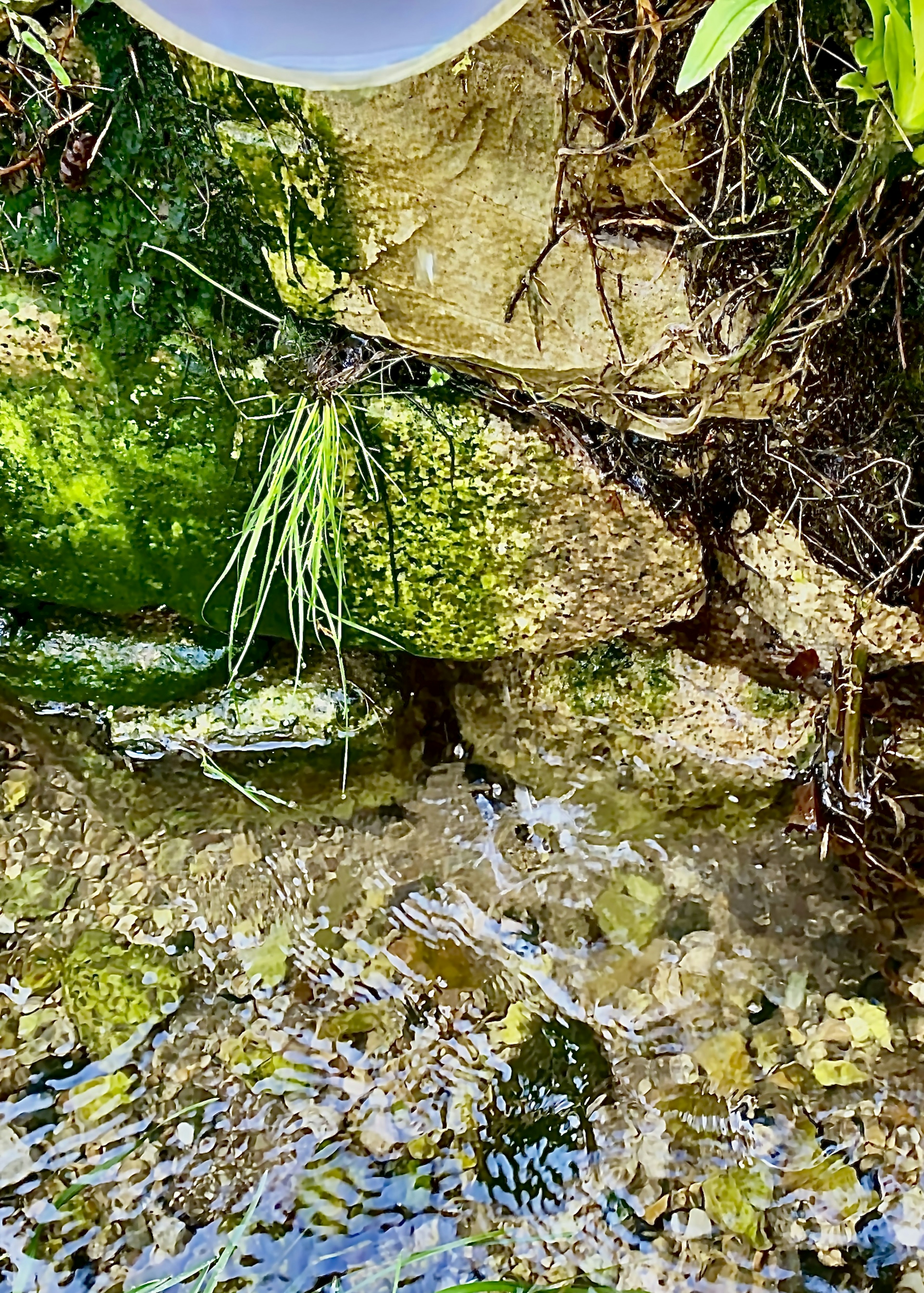 Natural scene featuring flowing water and moss-covered rocks