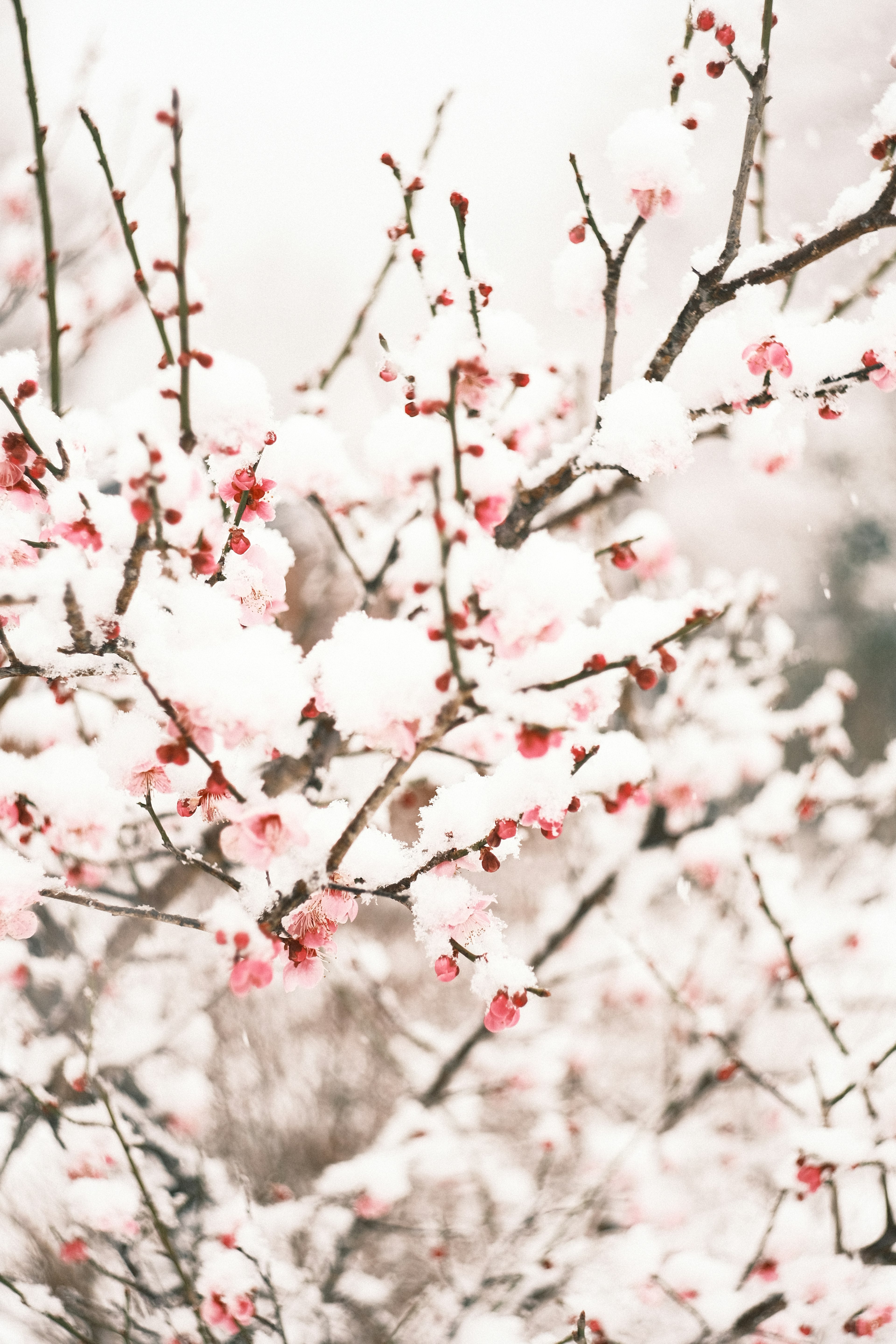 雪に覆われた桜の枝と淡いピンクの花