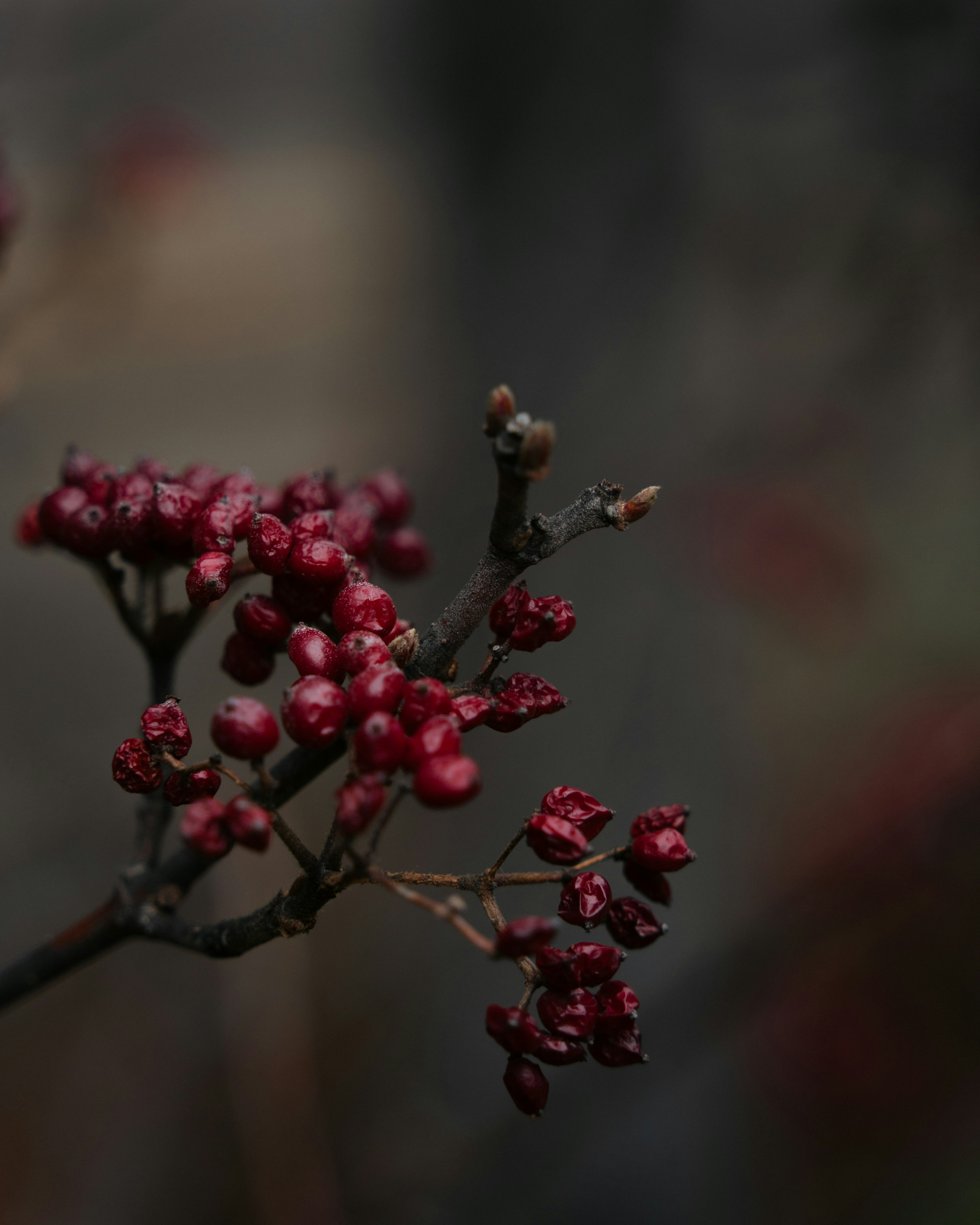 Primo piano di un ramo con bacche rosse su sfondo scuro