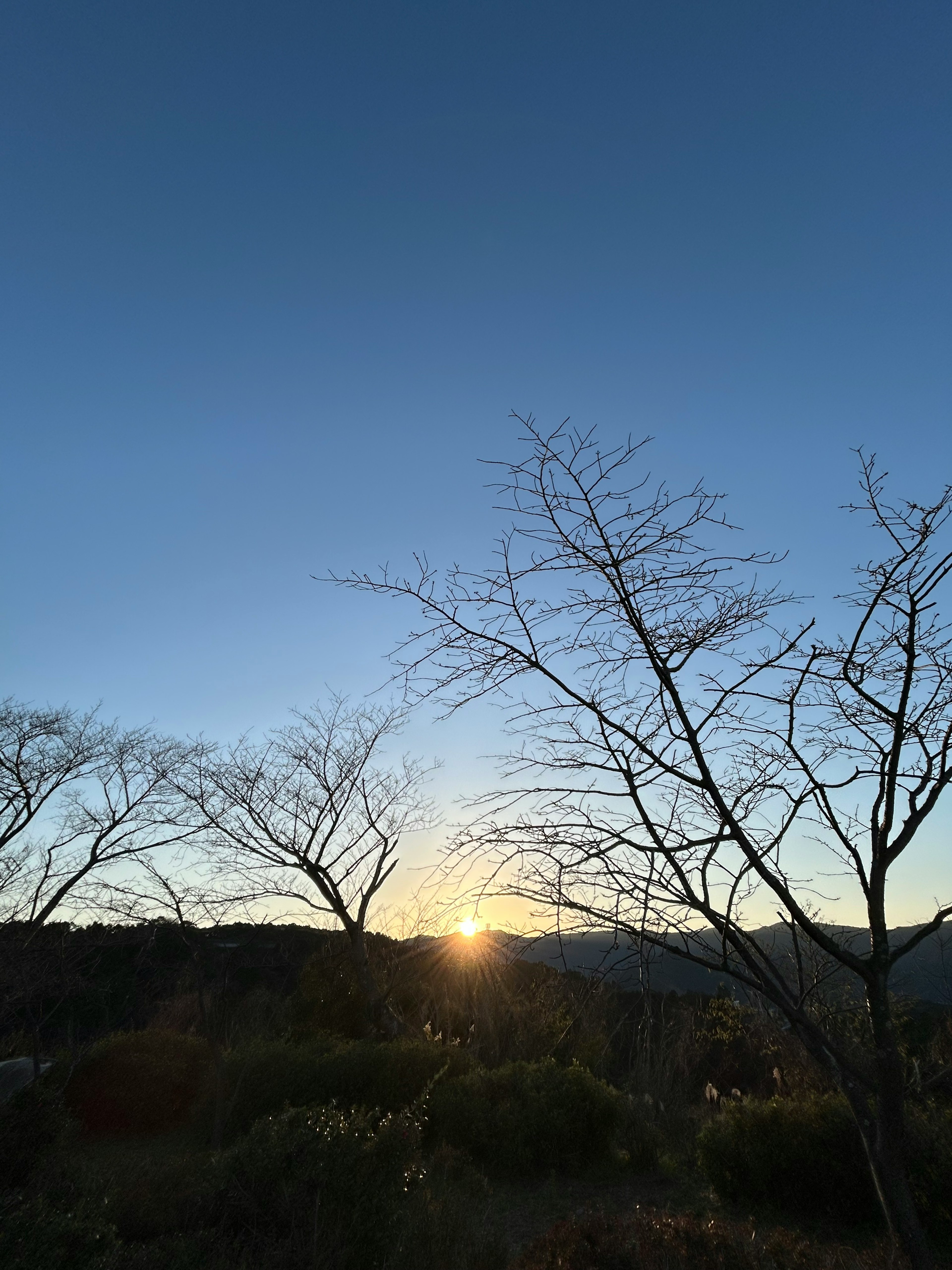 夕日が山の向こうに沈む風景と細い木のシルエット