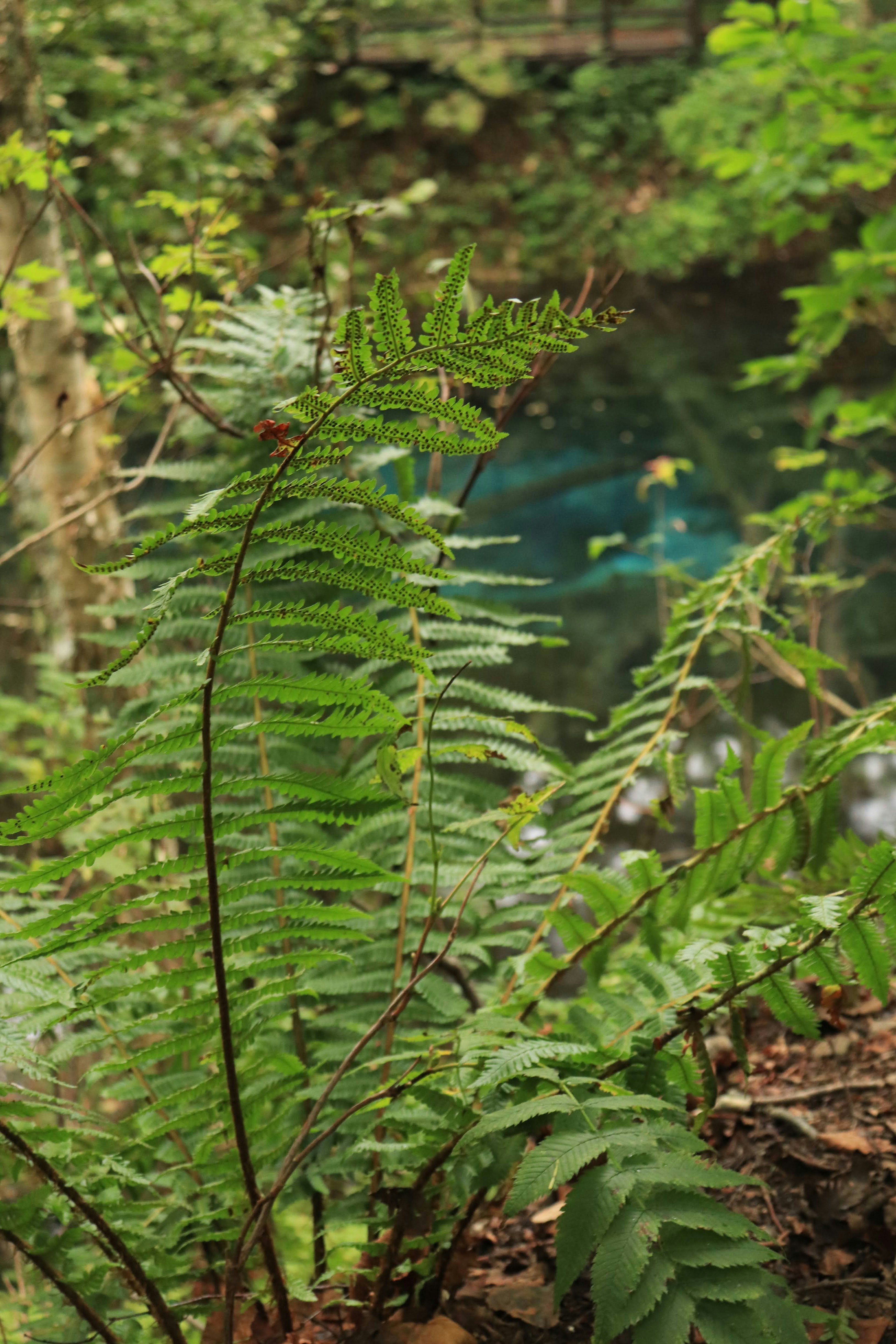 緑豊かな森の中で育つシダ植物の詳細なクローズアップ