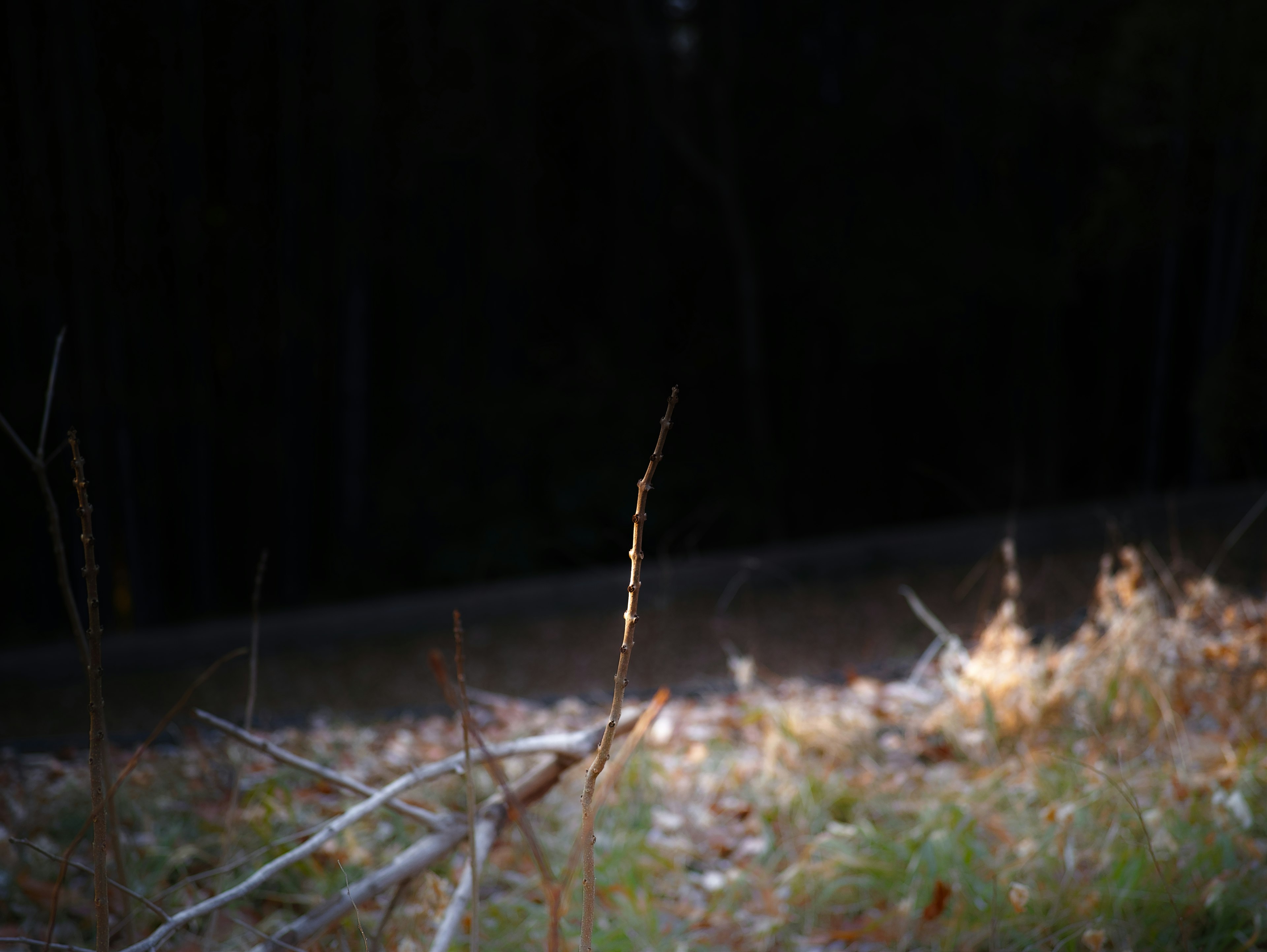 A slender grass stalk illuminated by soft light in a dark forest