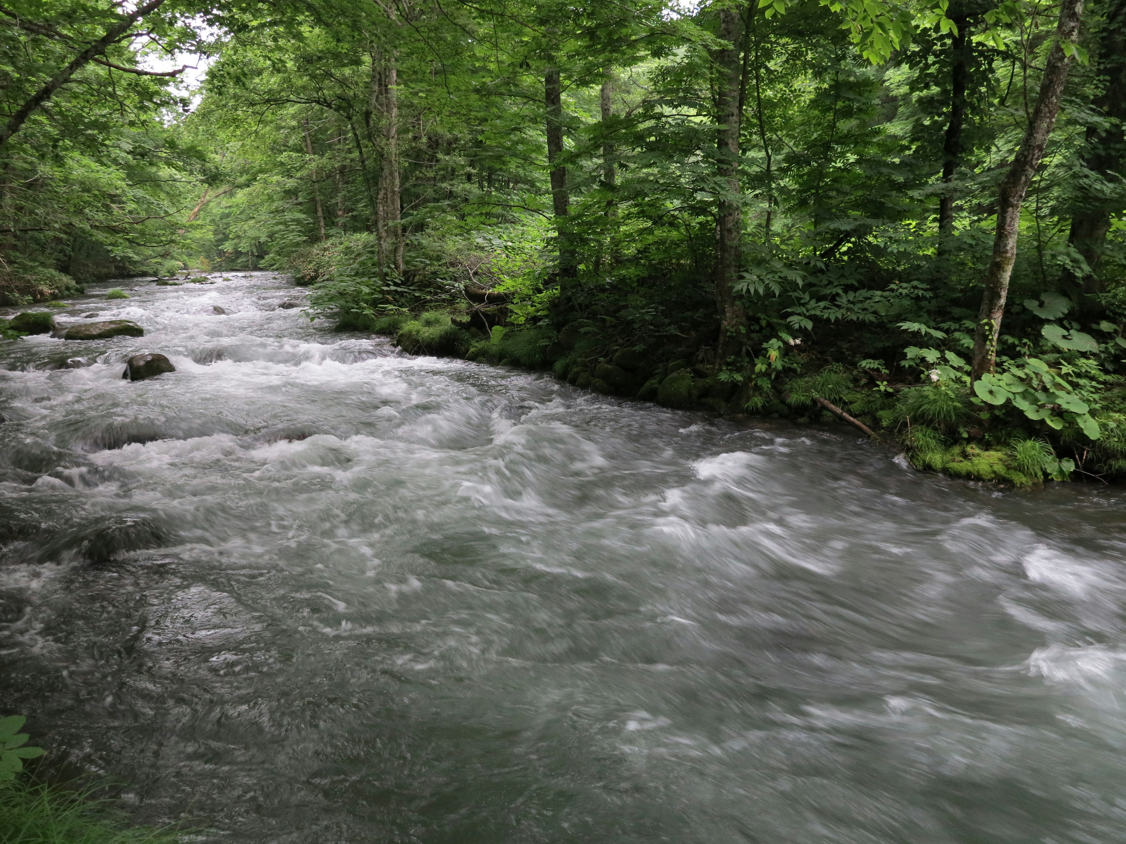 Un ruisseau serein coulant à travers une forêt verdoyante