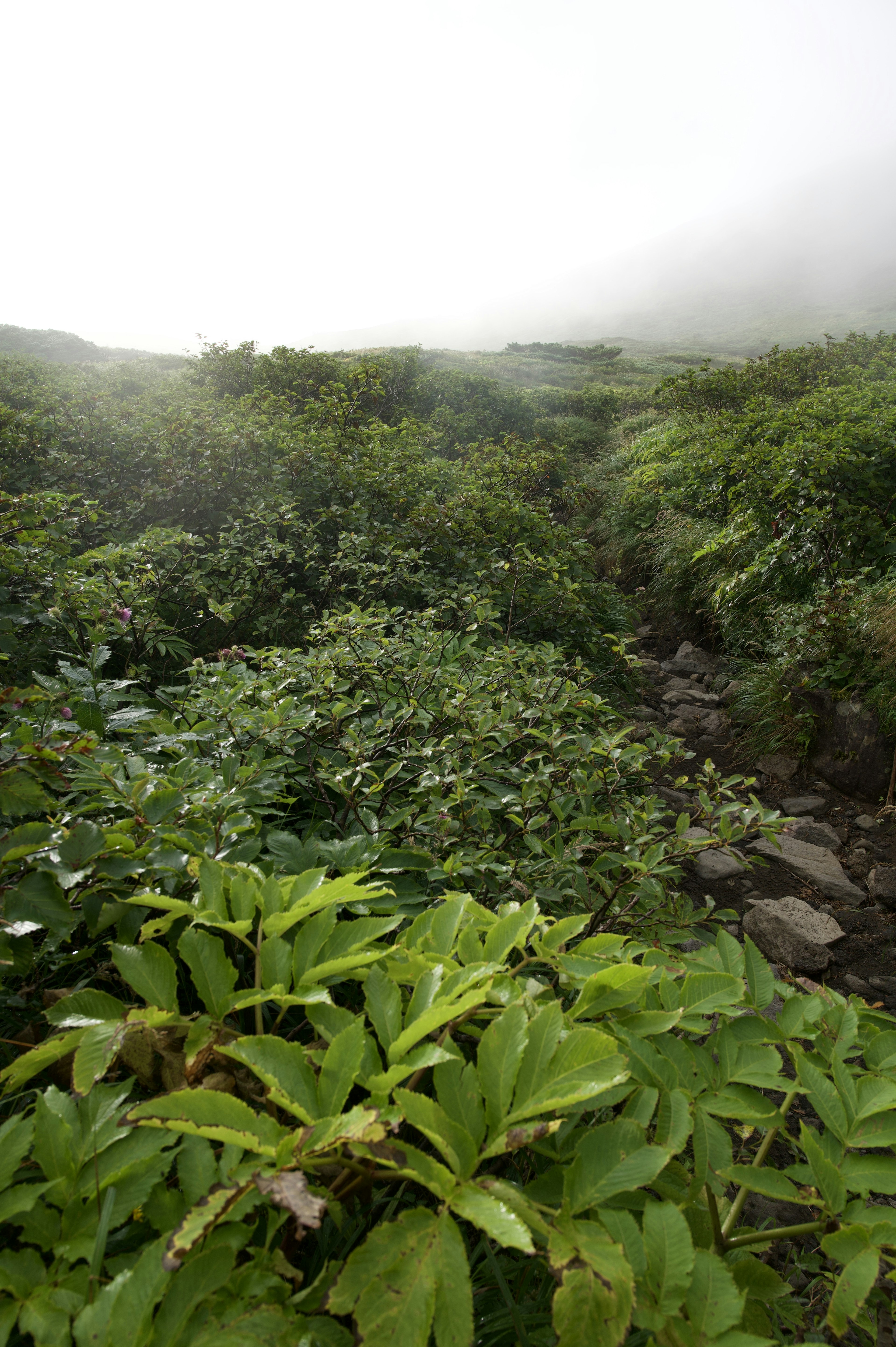 霧に包まれた緑豊かな風景と小川