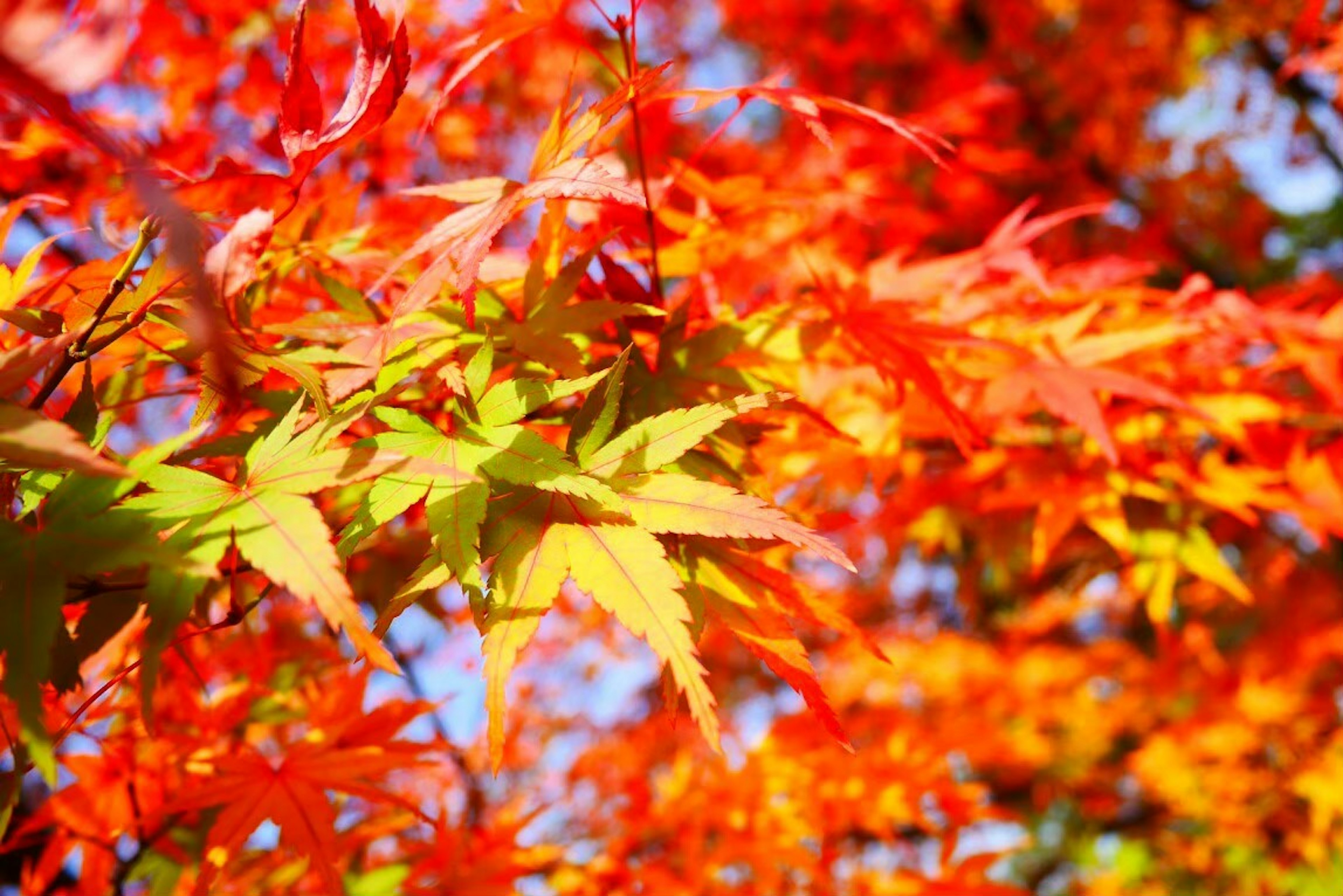 Lebendige rote und orange Ahornblätter leuchten unter dem blauen Himmel