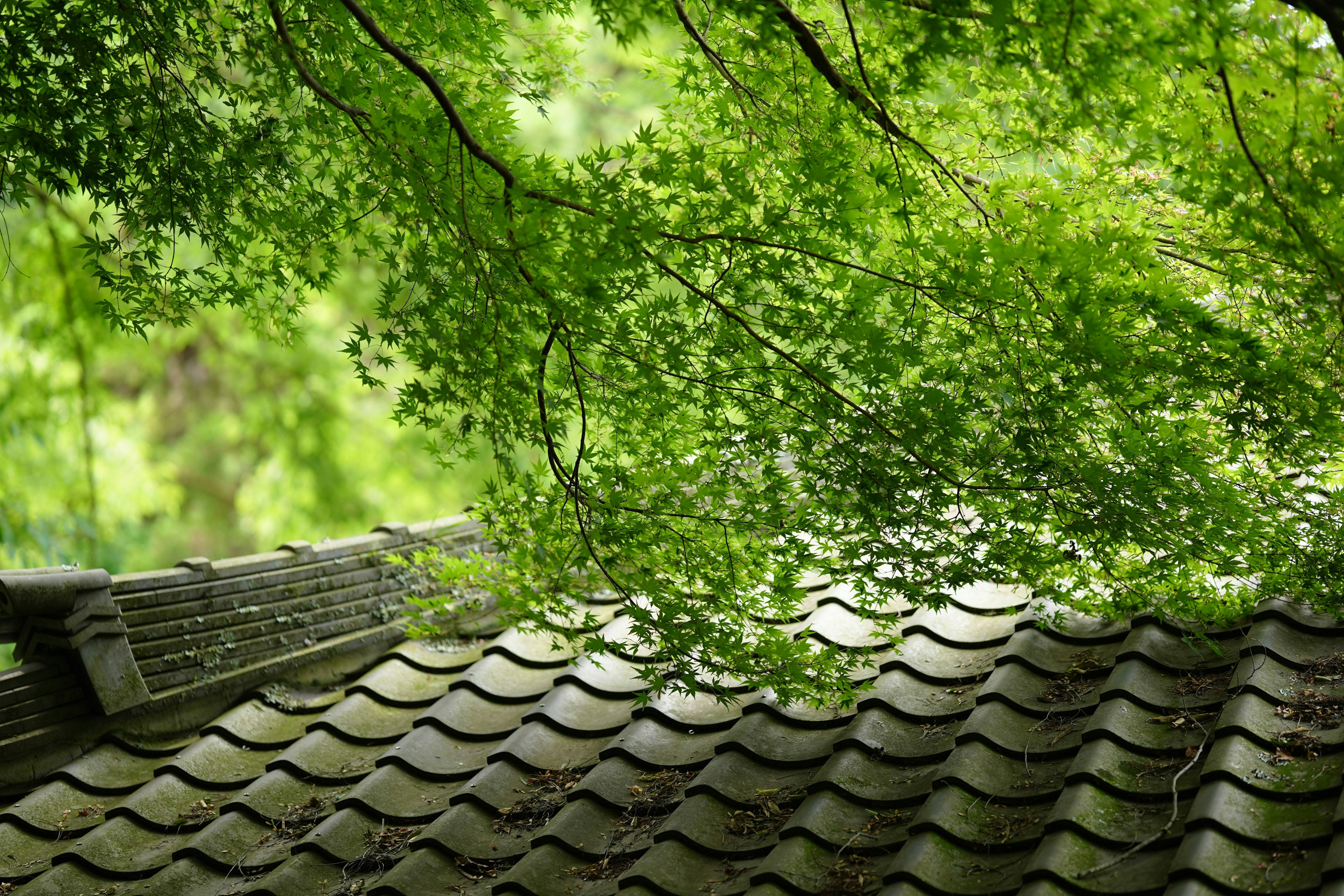 緑の木々に覆われた屋根の上の風景