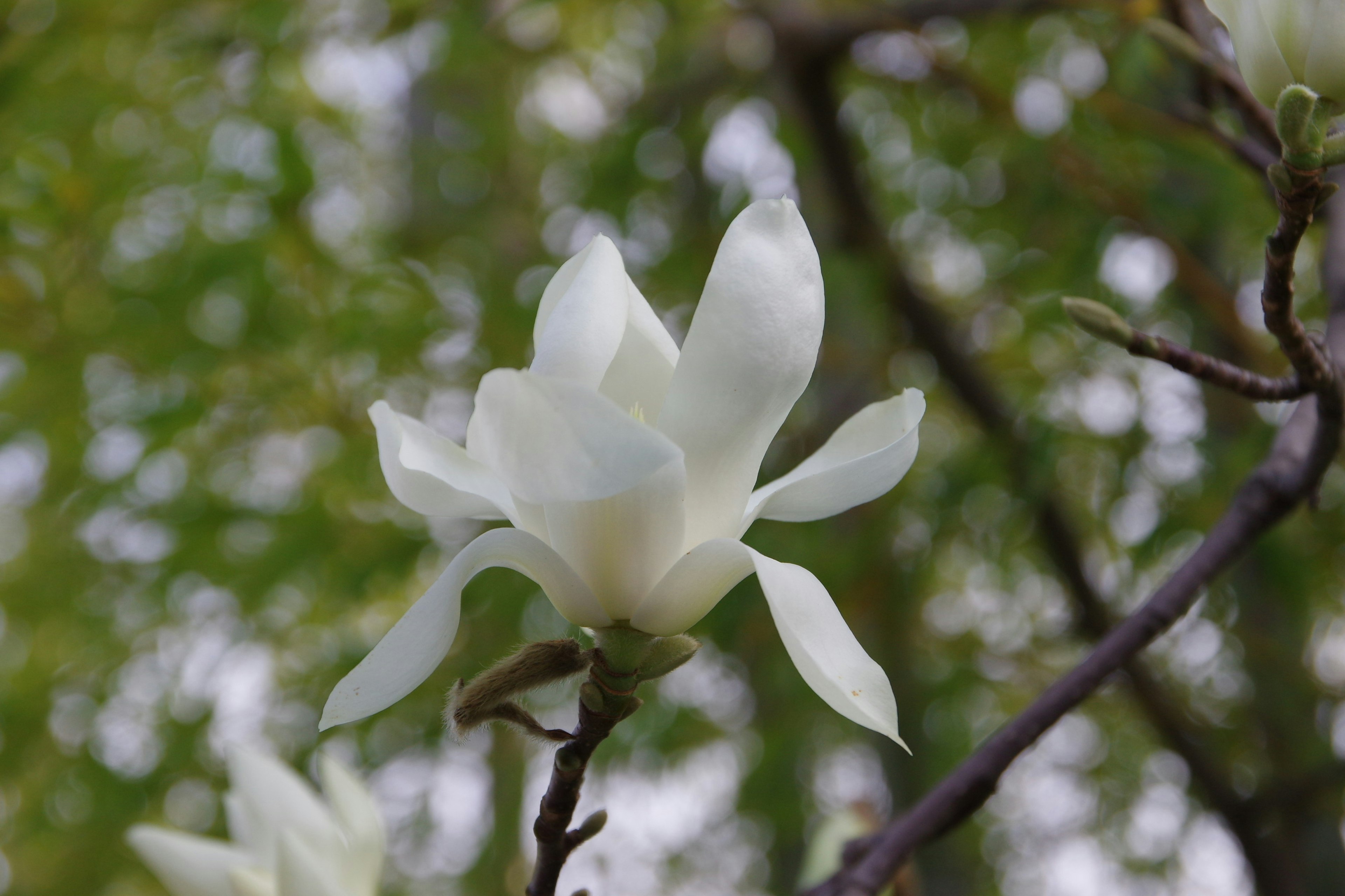 White magnolia flower blooming on a branch