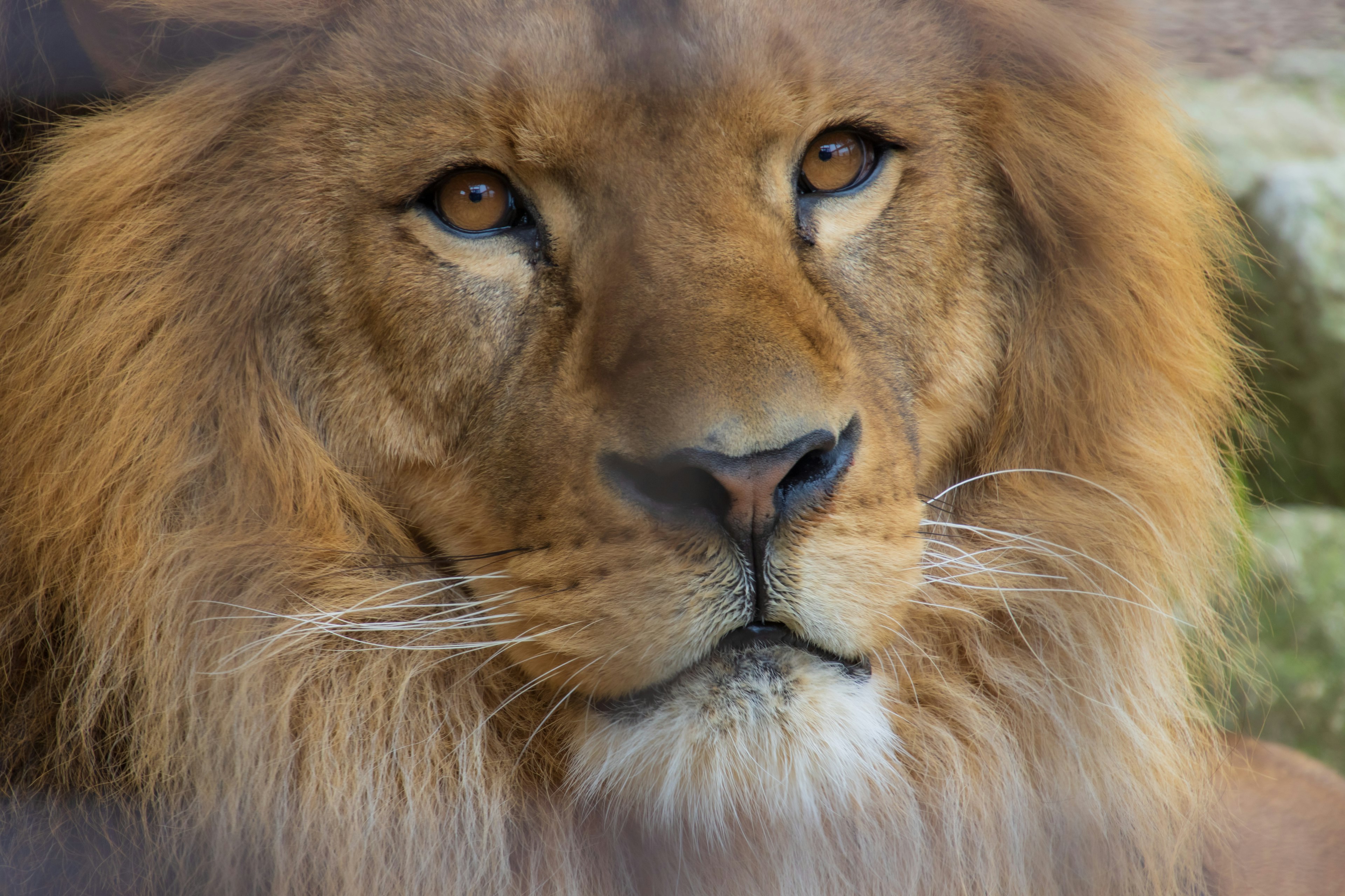 Close-up of a lion's face featuring a vibrant brown mane and sharp eyes