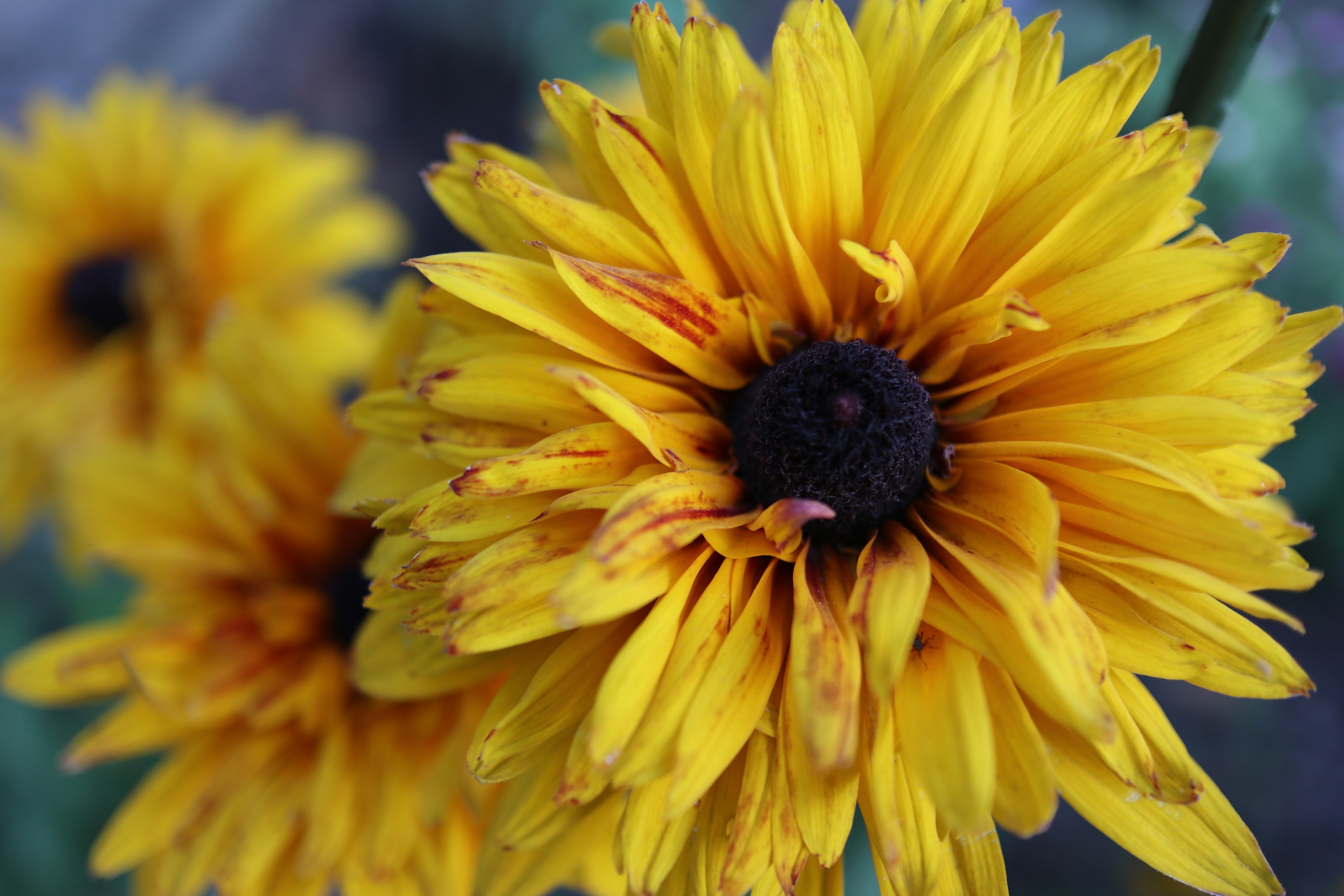 Gros plan de fleurs de tournesols jaunes vibrants