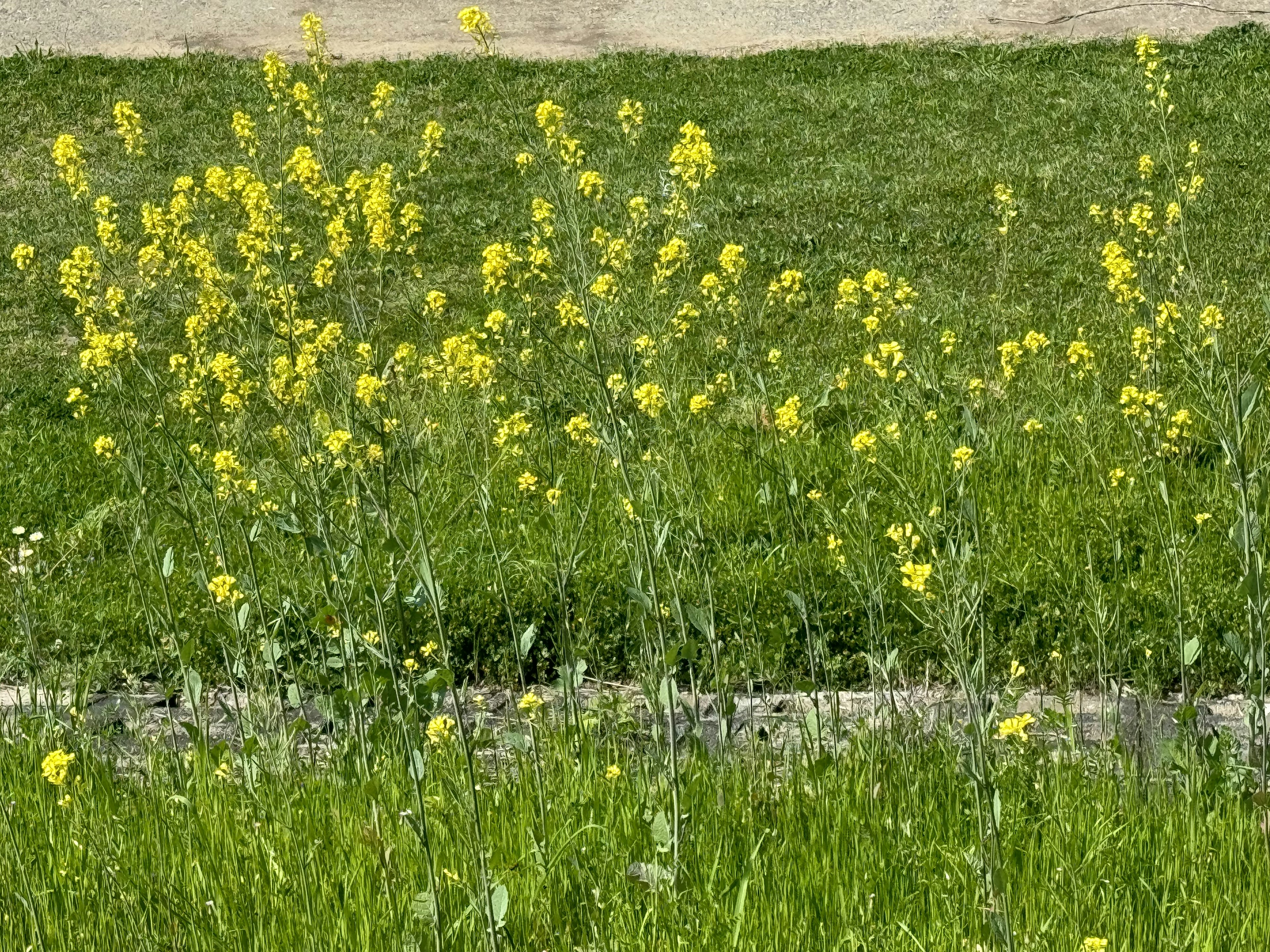 Un campo di erba verde con fiori gialli in fiore