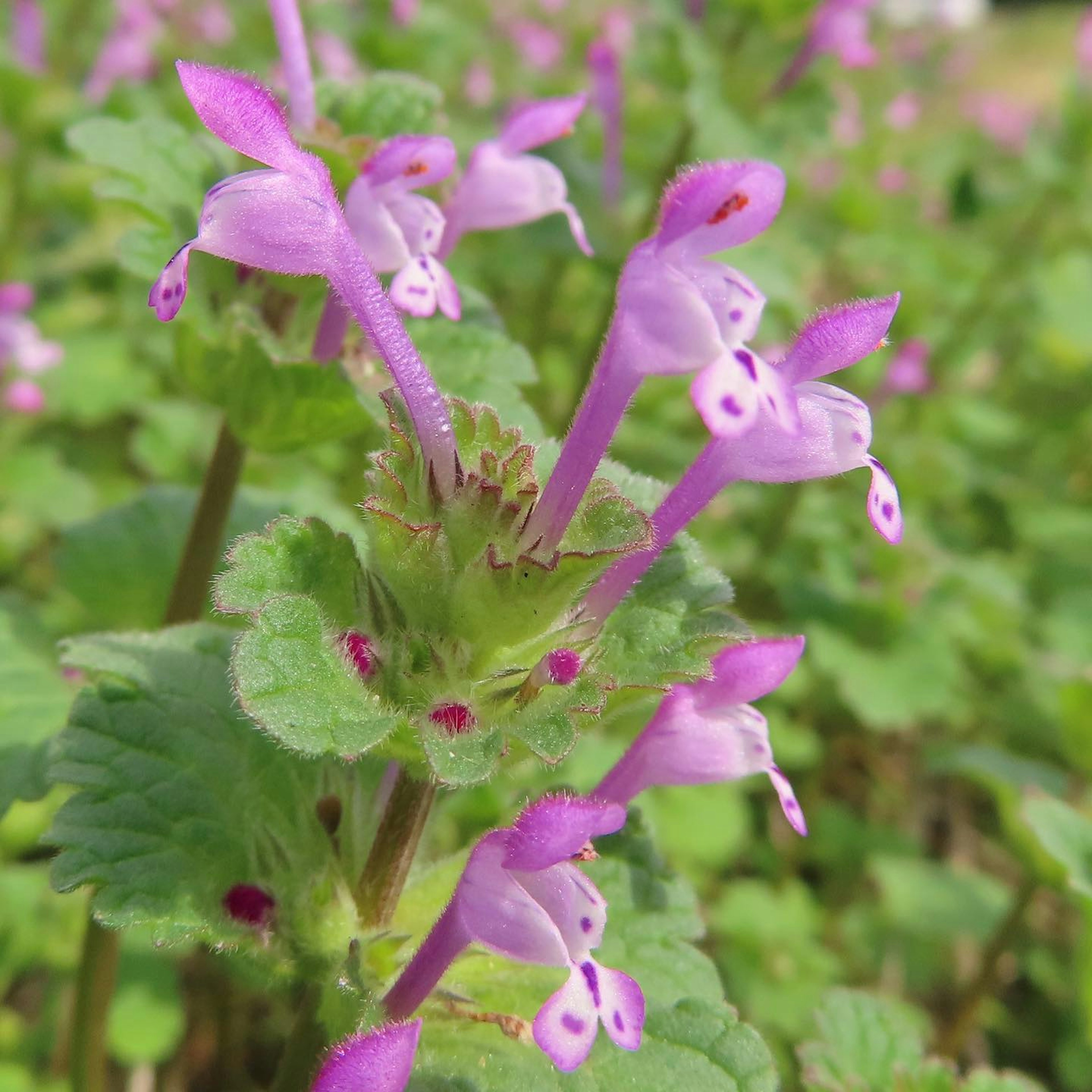 Eine Pflanze mit Gruppen kleiner lila Blumen und grünen Blättern