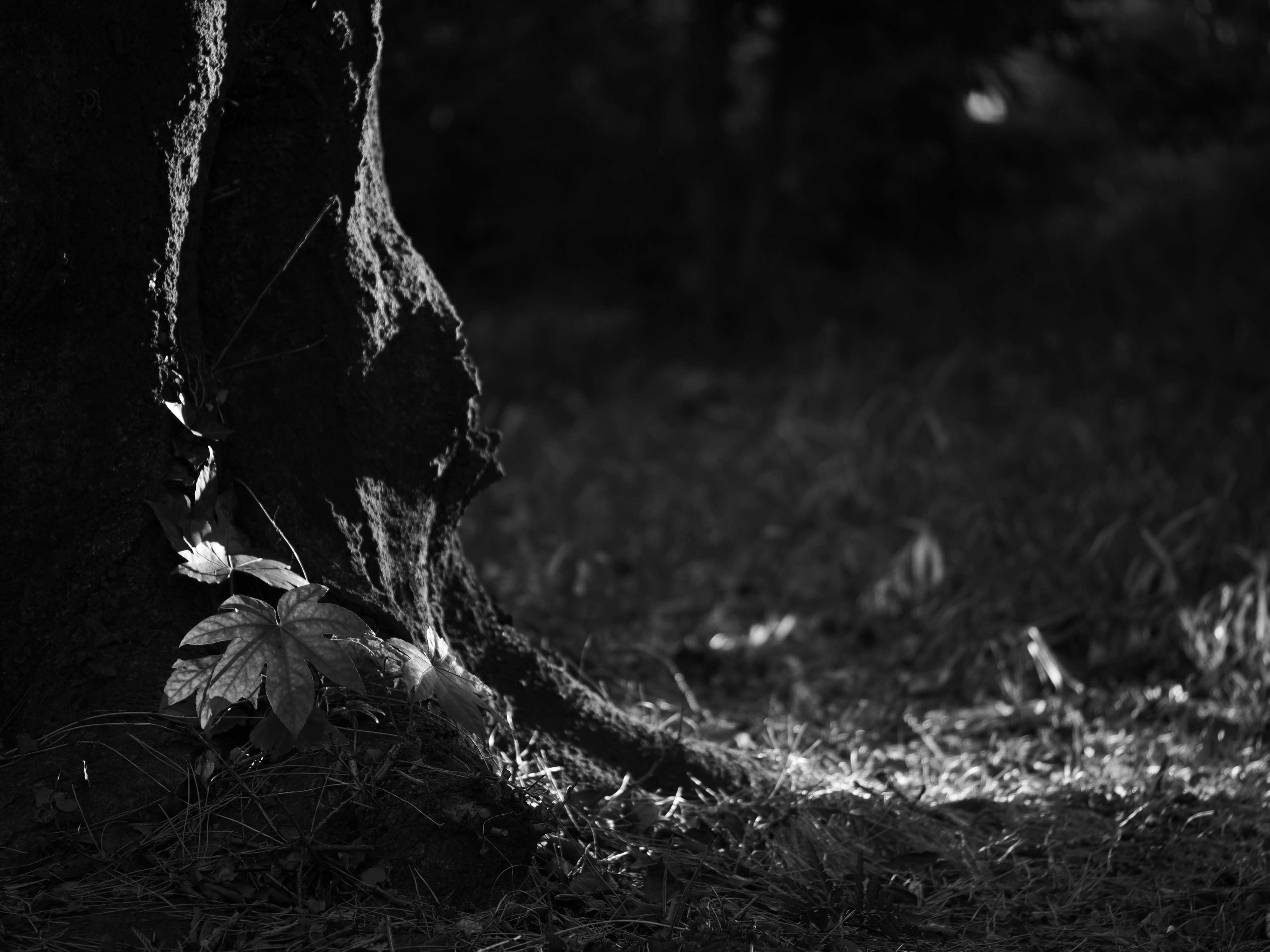 Contraste de lumière sur un tronc d'arbre et le sol dans une photo en noir et blanc