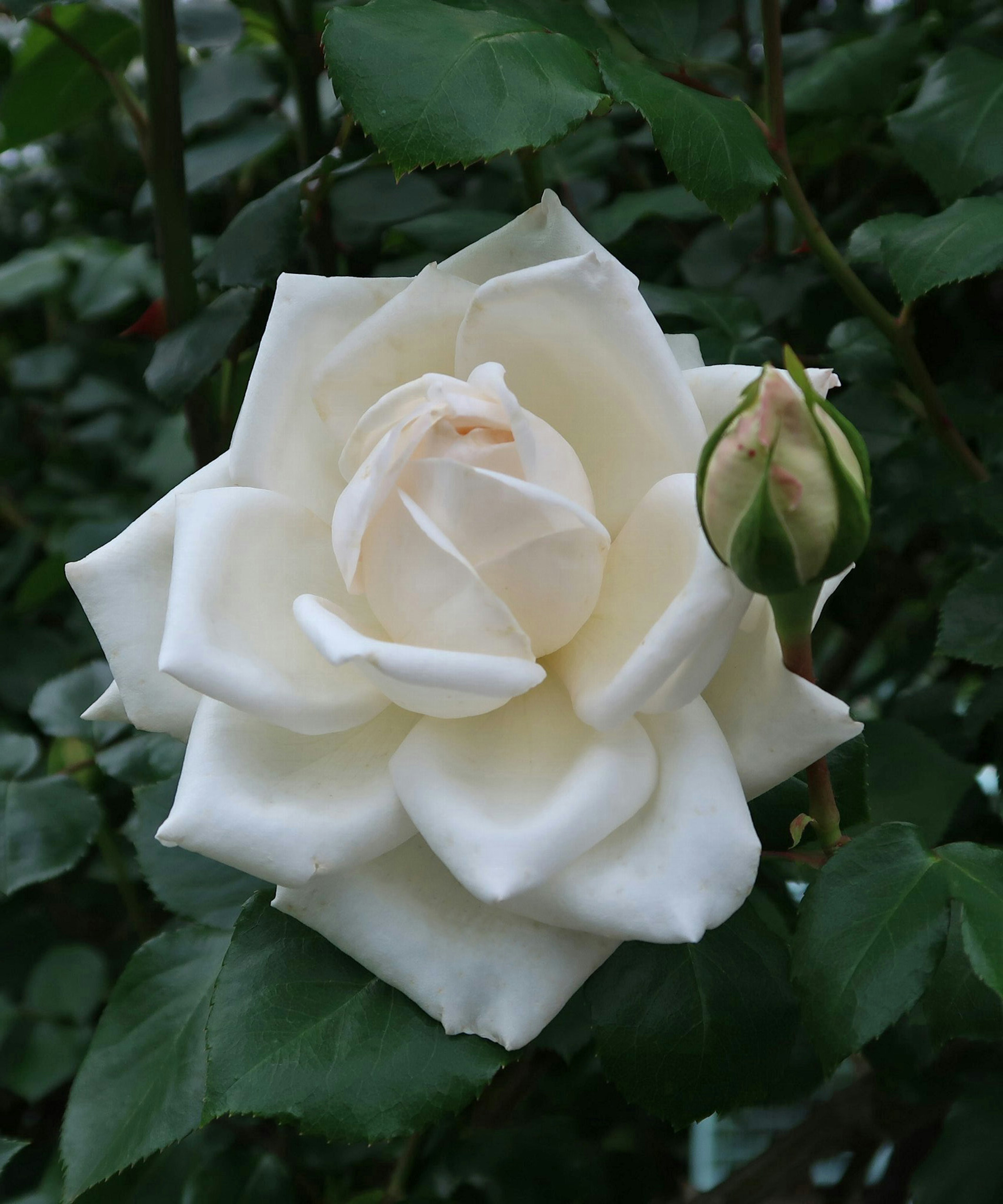 Weiße Rosenblüte mit einer Knospe zwischen grünen Blättern