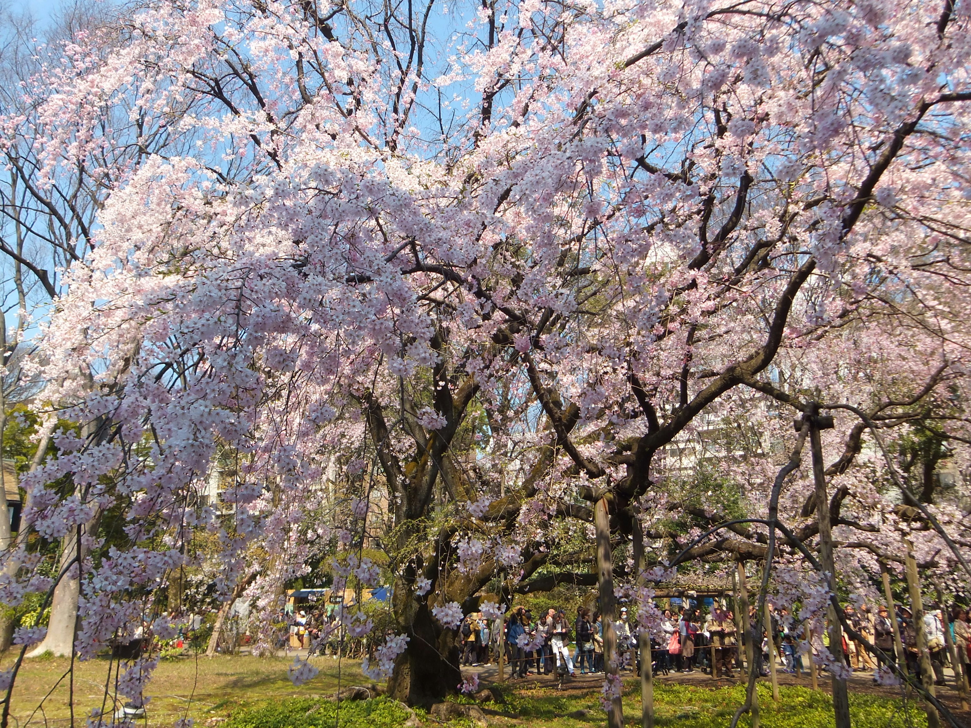 Cherry blossom trees in full bloom in a park with people enjoying the spring scenery