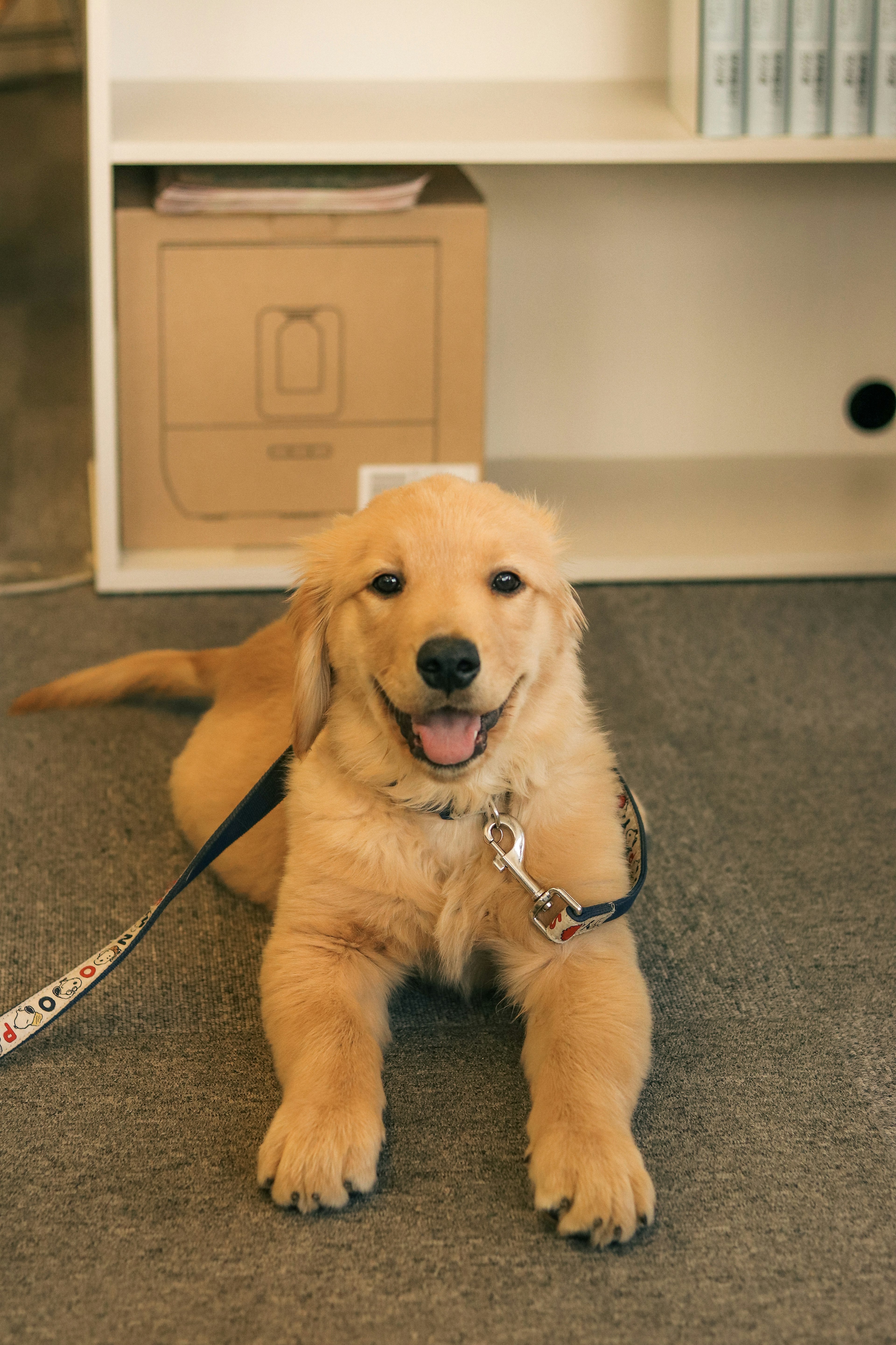 Anjing golden retriever kecil yang lucu berbaring di lantai dan tersenyum