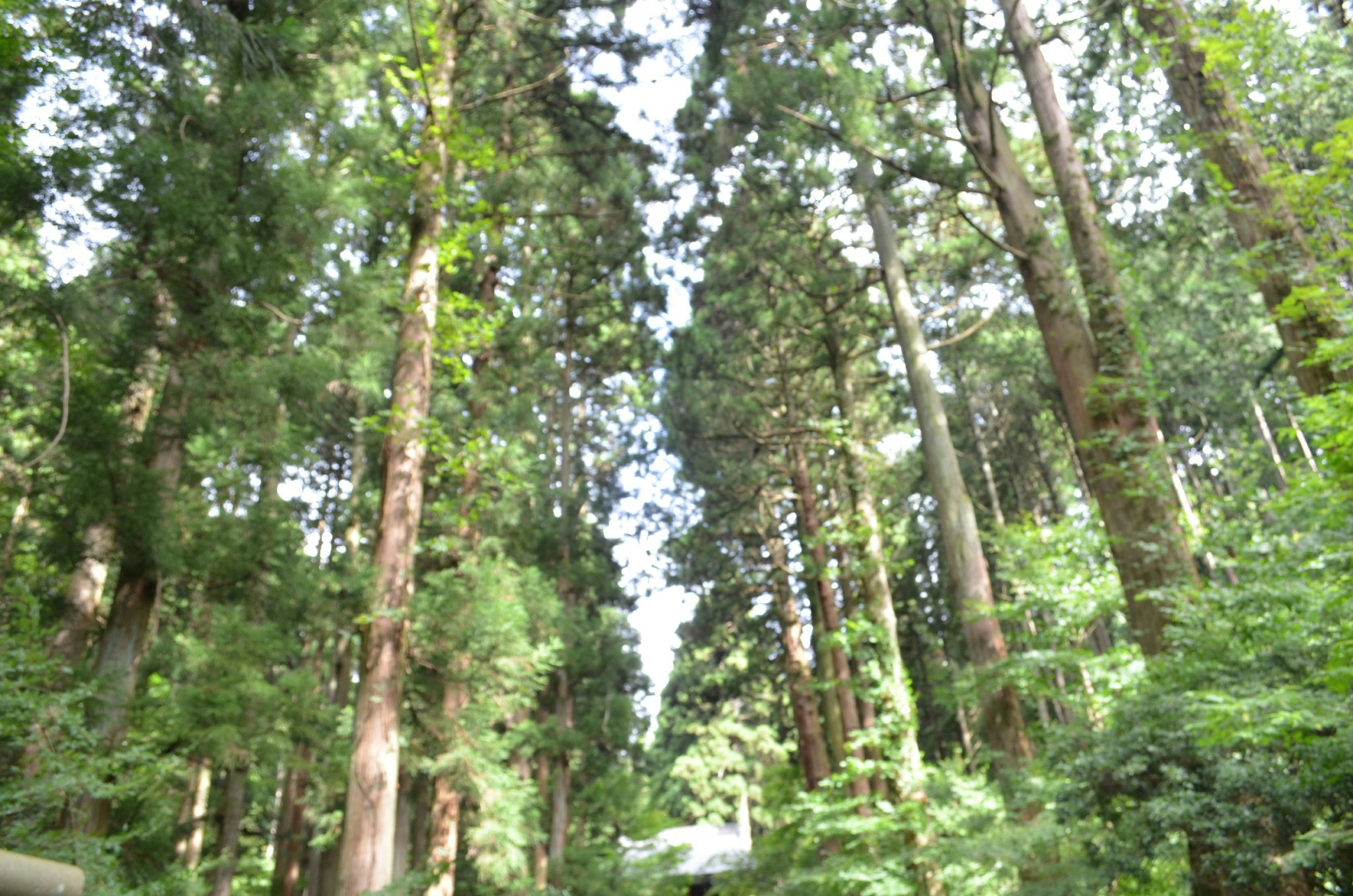 Altos árboles en un bosque denso con luz solar filtrándose