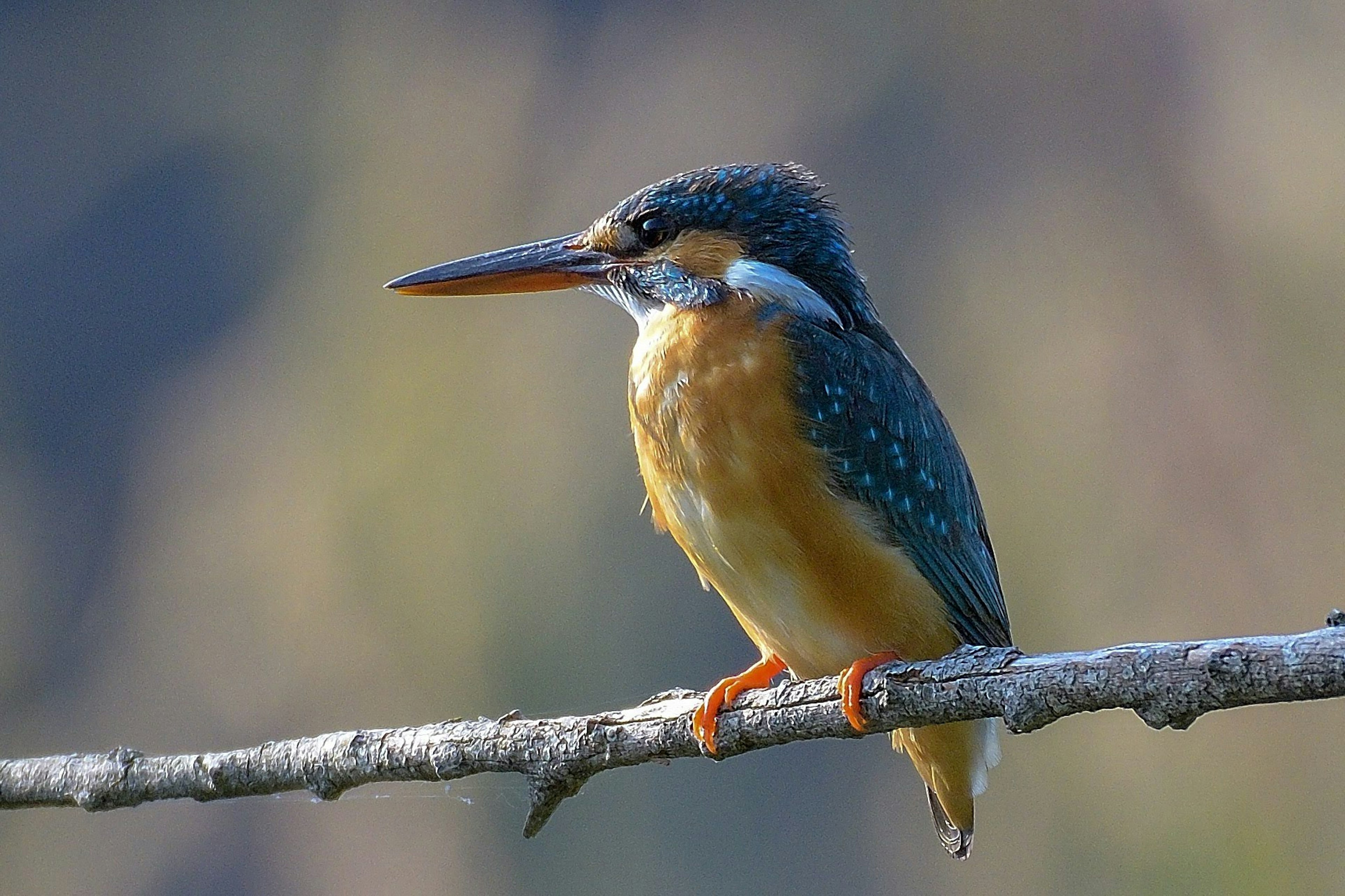 Image vive d'un martin-pêcheur perché sur une branche