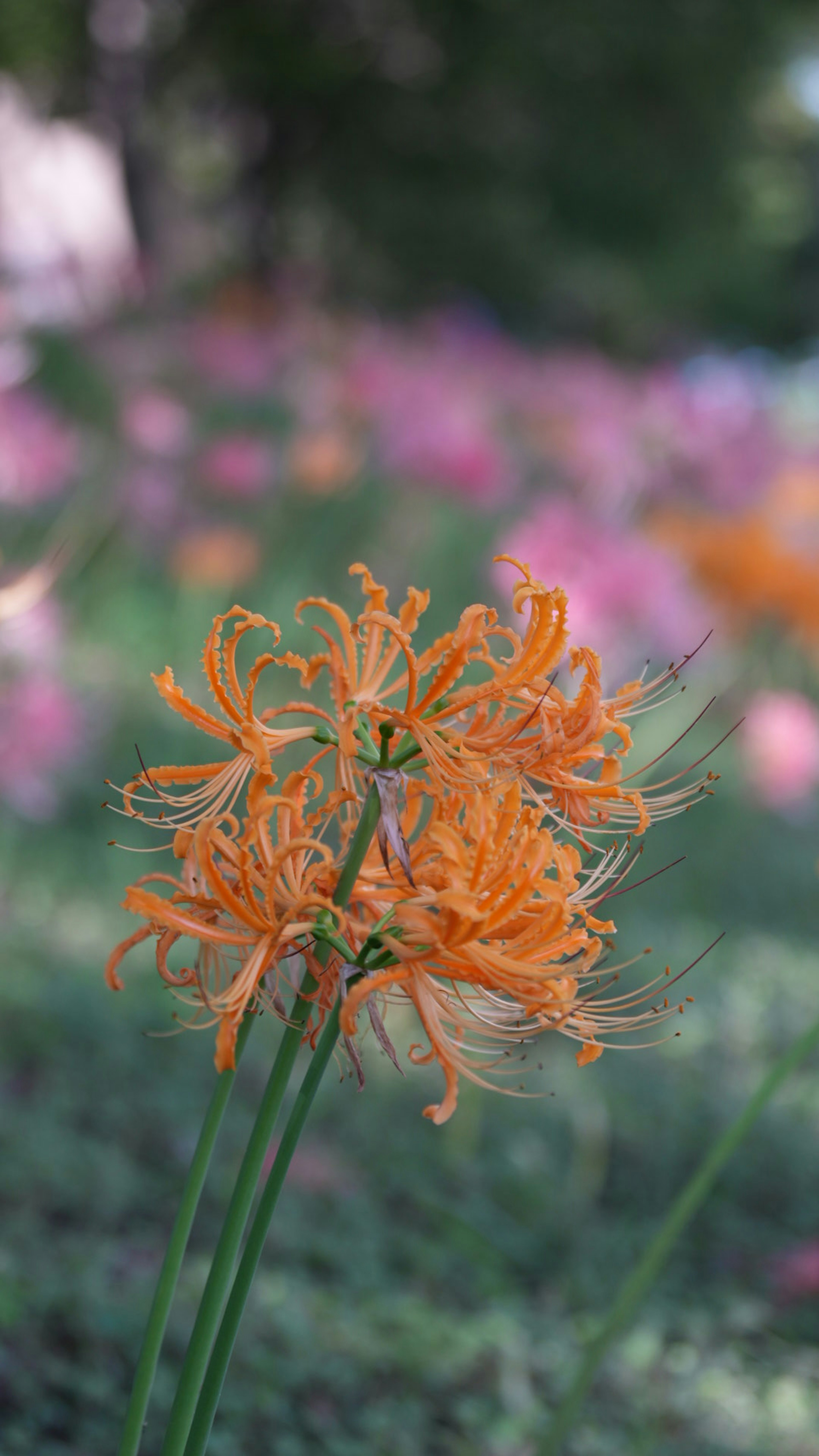 オレンジ色の花が前景にあり、背景には色とりどりの花が咲いている