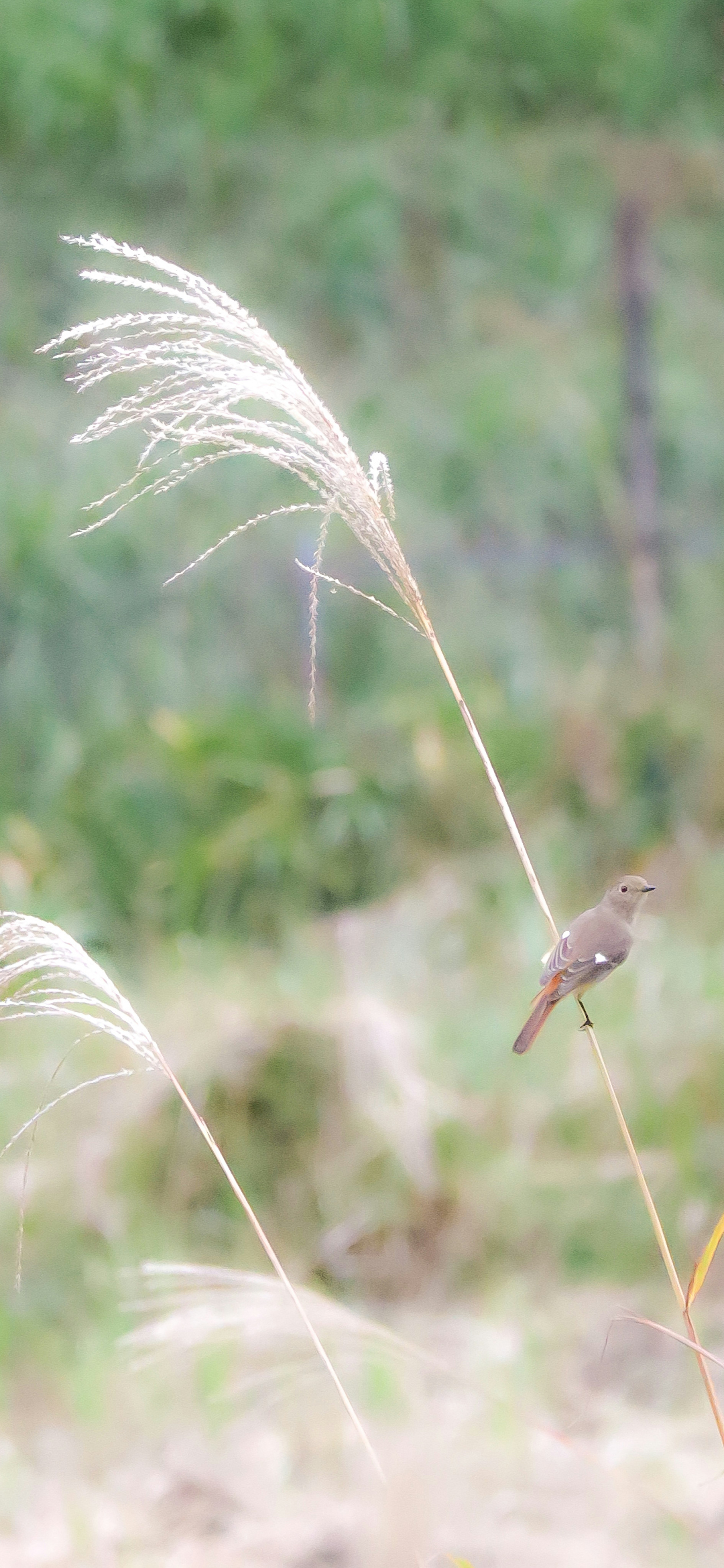 A small bird perched on the tip of a grass stalk in a meadow