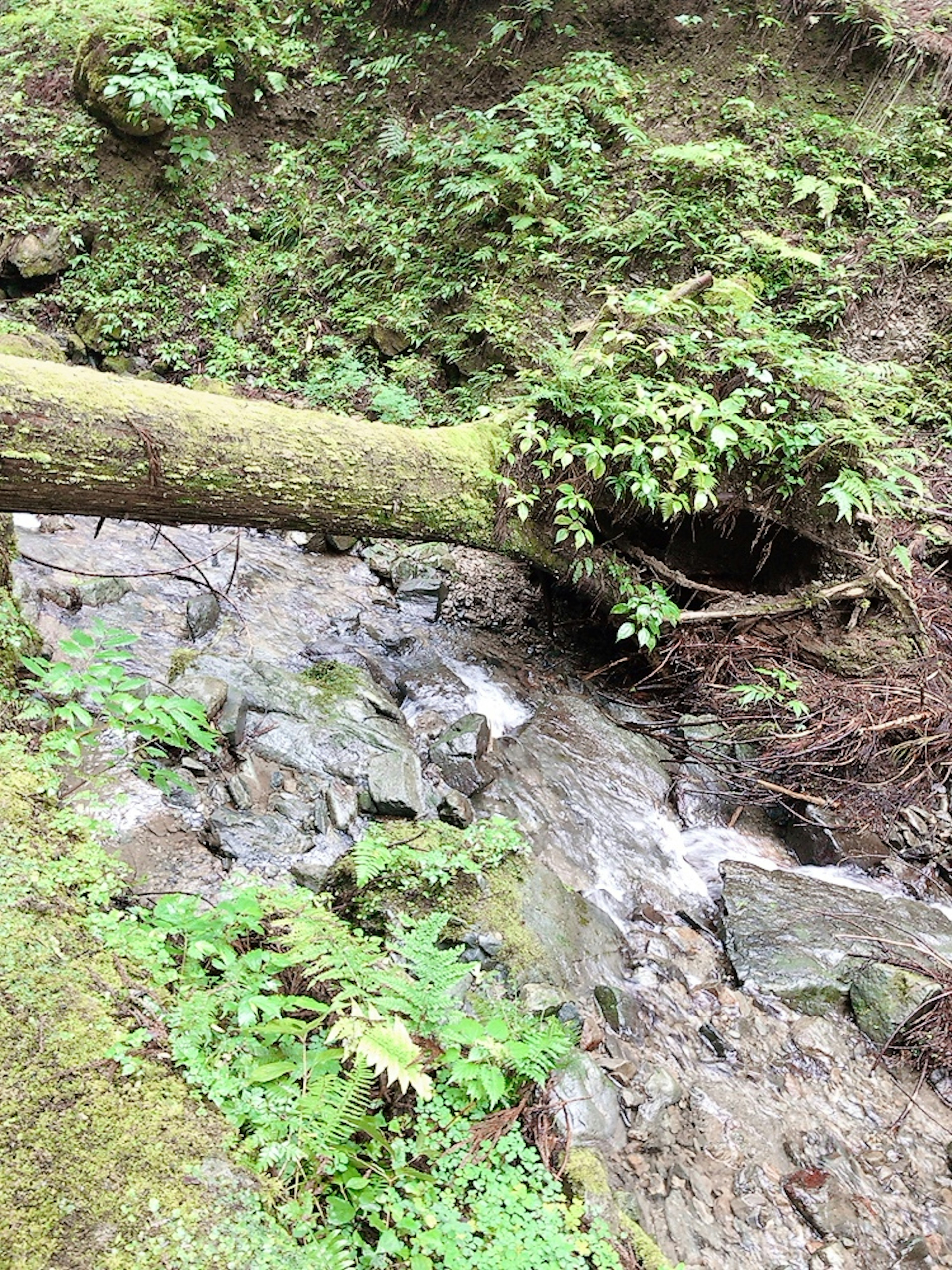 Paesaggio lussureggiante con un albero caduto vicino a un ruscello e rocce visibili