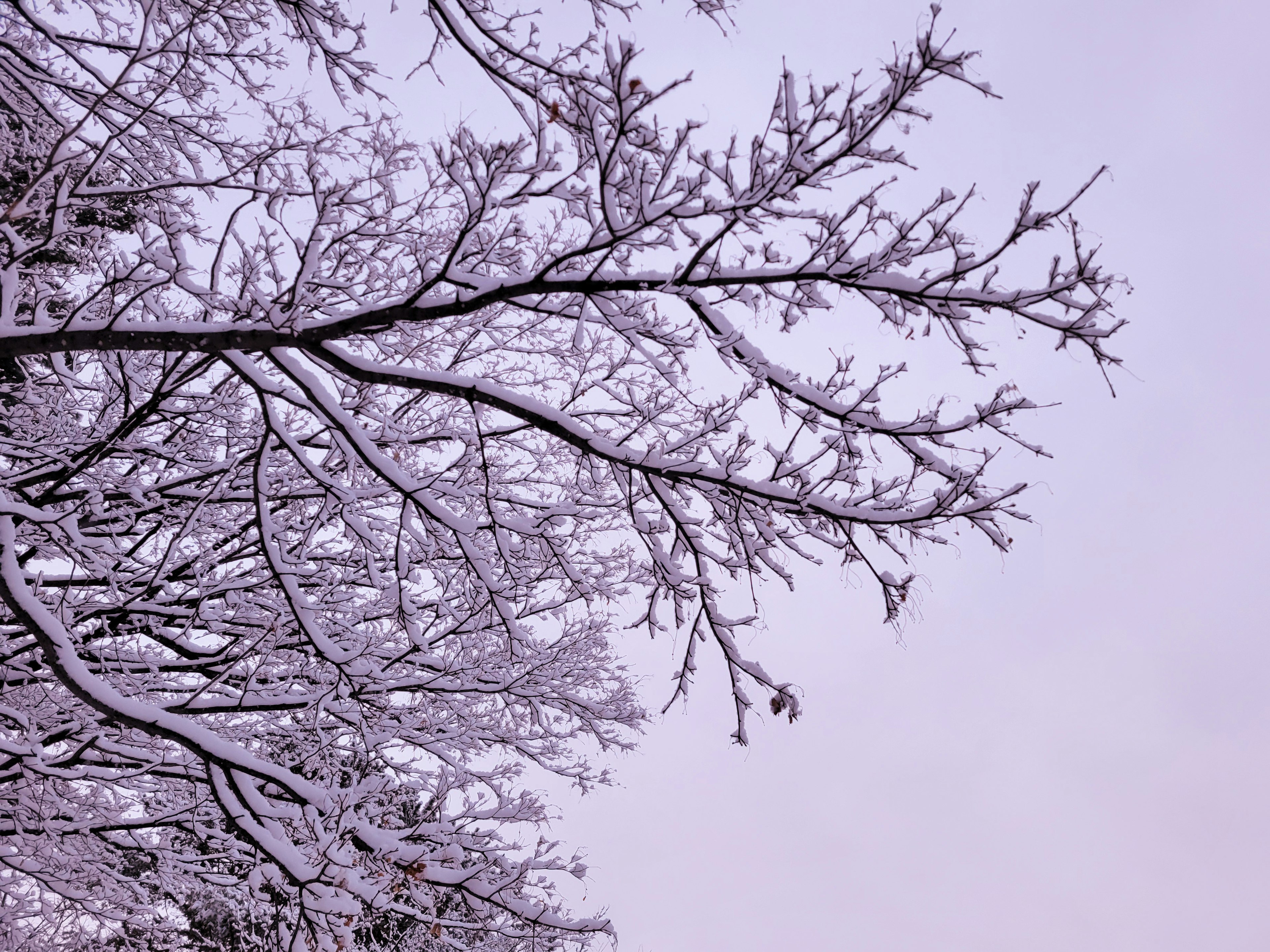 被雪覆盖的树枝在淡紫色的天空下