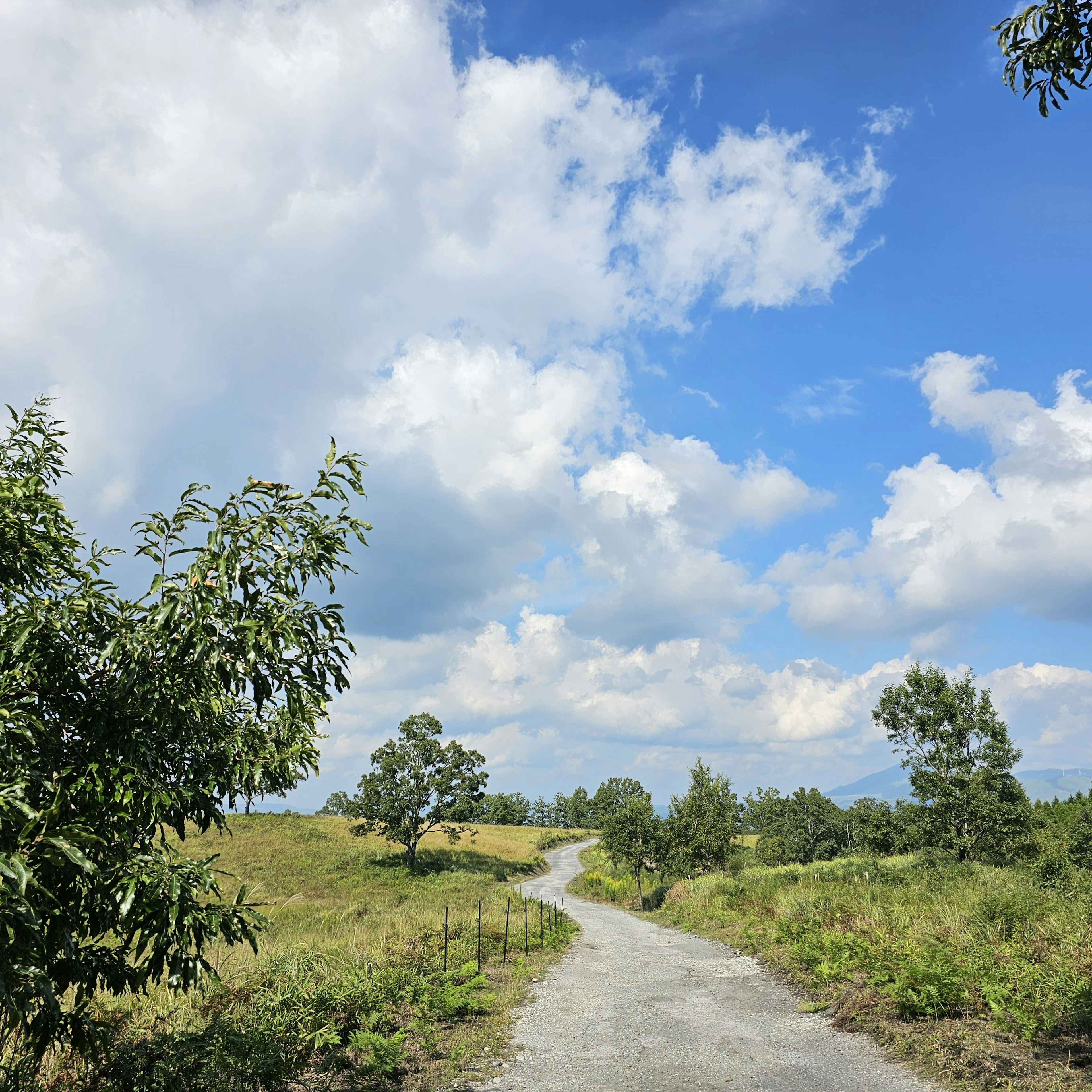 Un chemin sinueux à travers un paysage verdoyant sous un ciel bleu