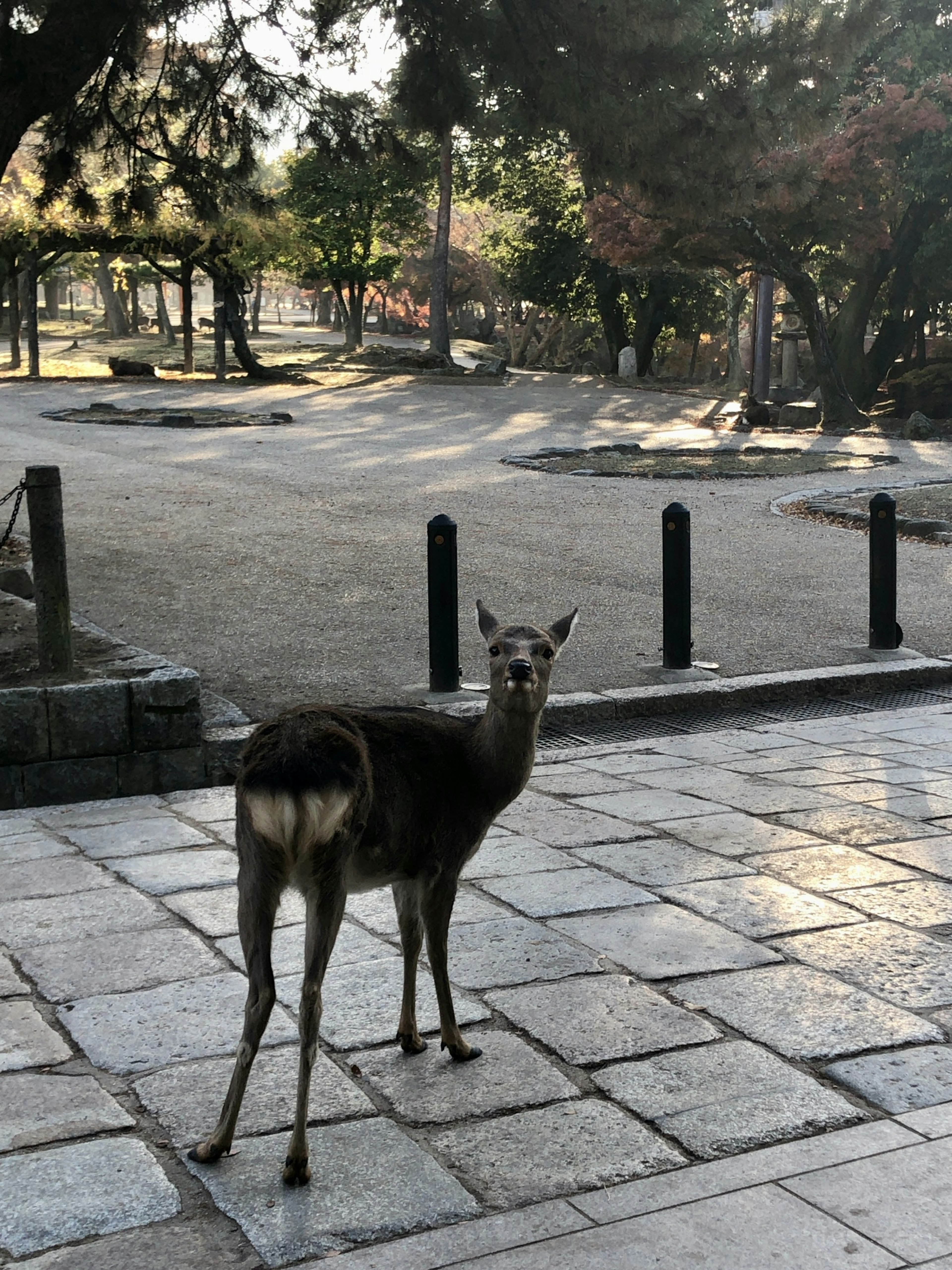 Cerf se retournant dans un parc paisible