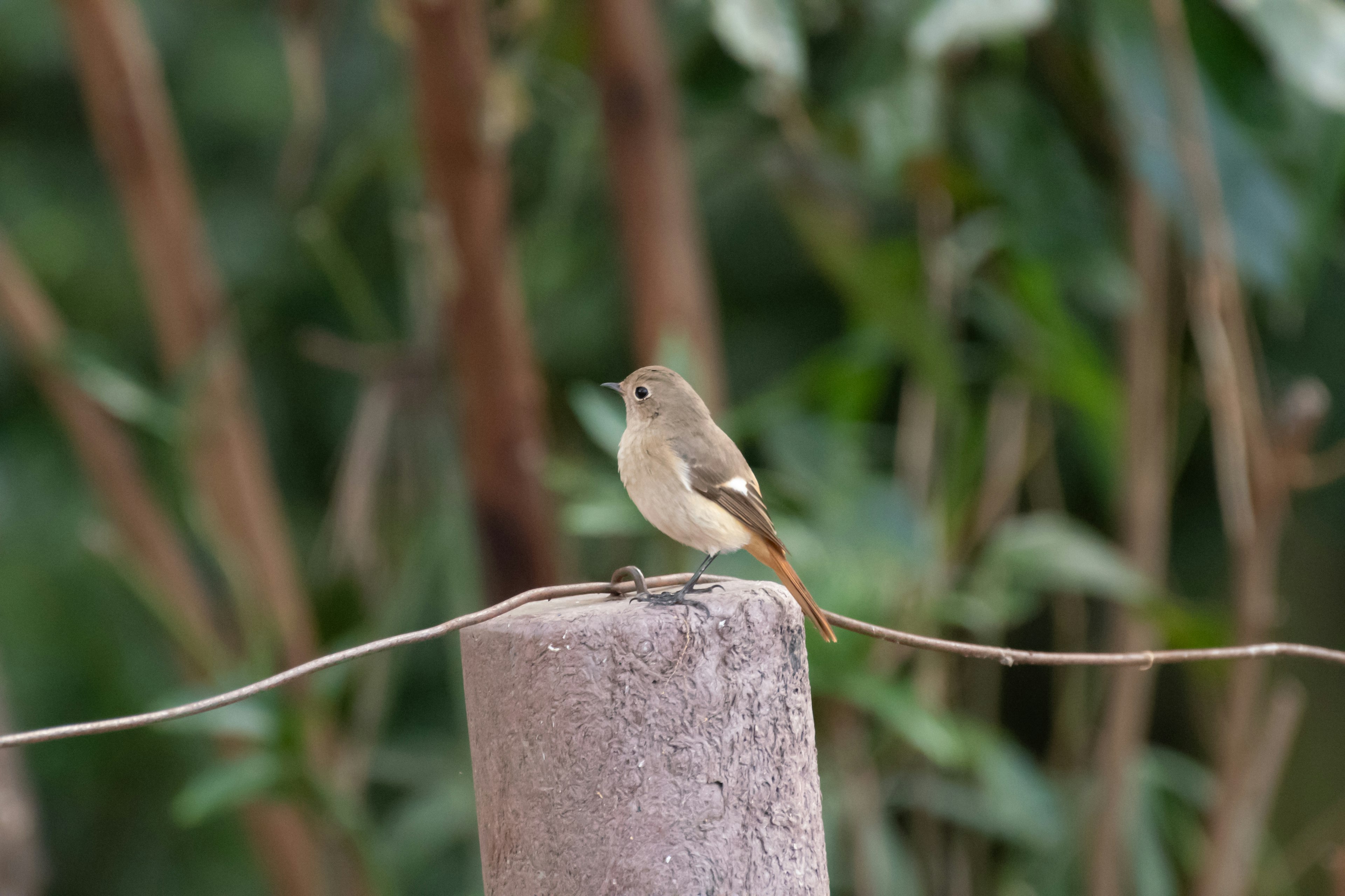 Seekor burung kecil bertengger di tiang dengan dedaunan hijau di latar belakang