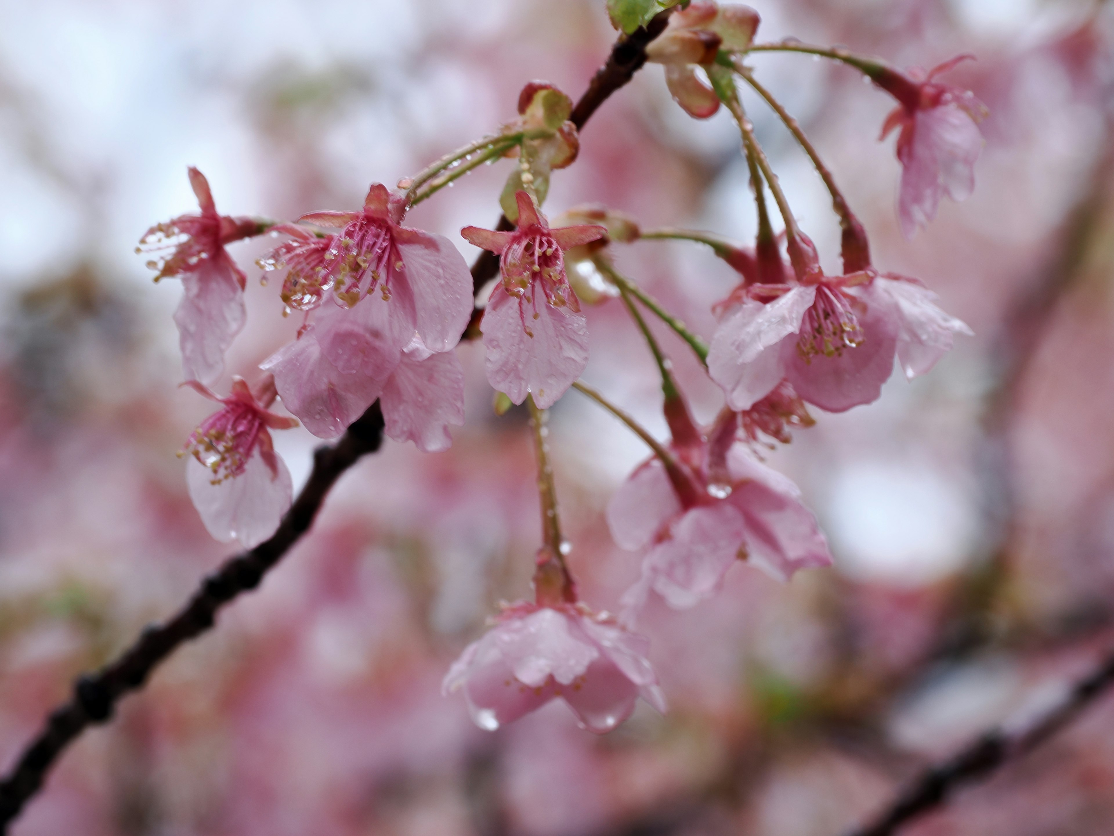 Bunga sakura dengan tetesan air di kelopak merah muda yang halus