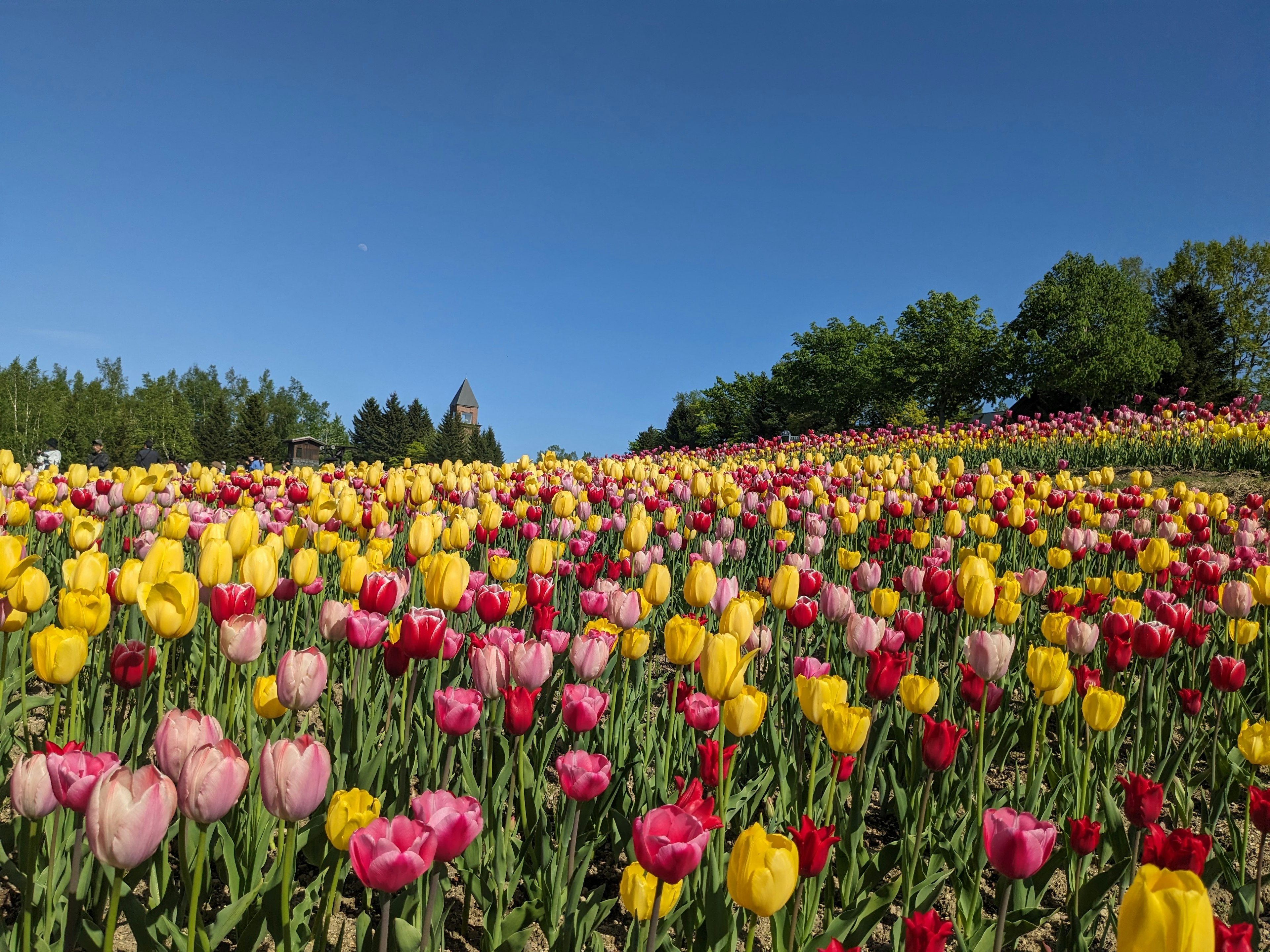 Campo vibrante de tulipanes con flores amarillas rosas y rojas bajo un cielo azul claro