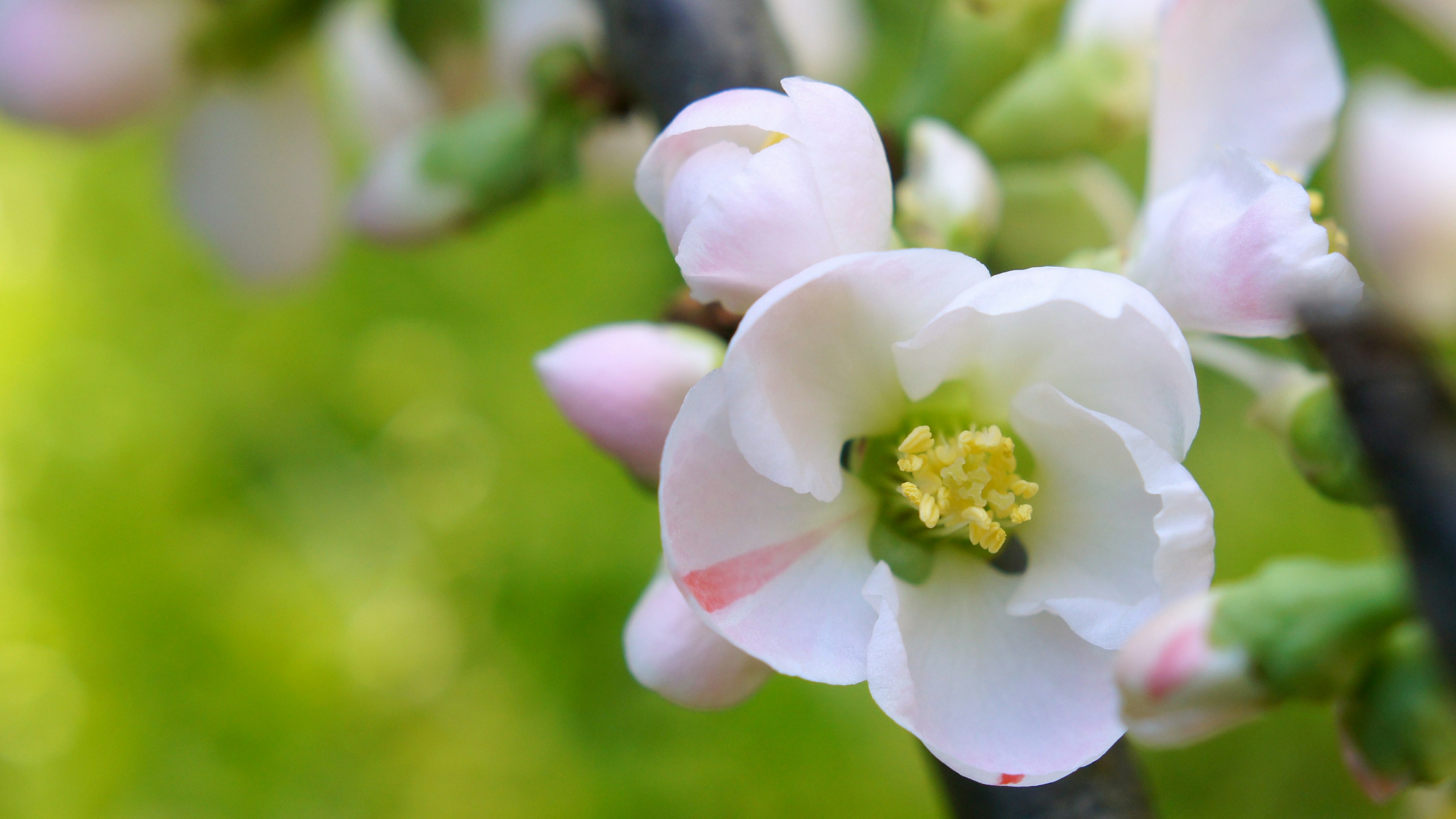 Primo piano di un delicato fiore bianco con stami gialli su uno sfondo verde sfocato