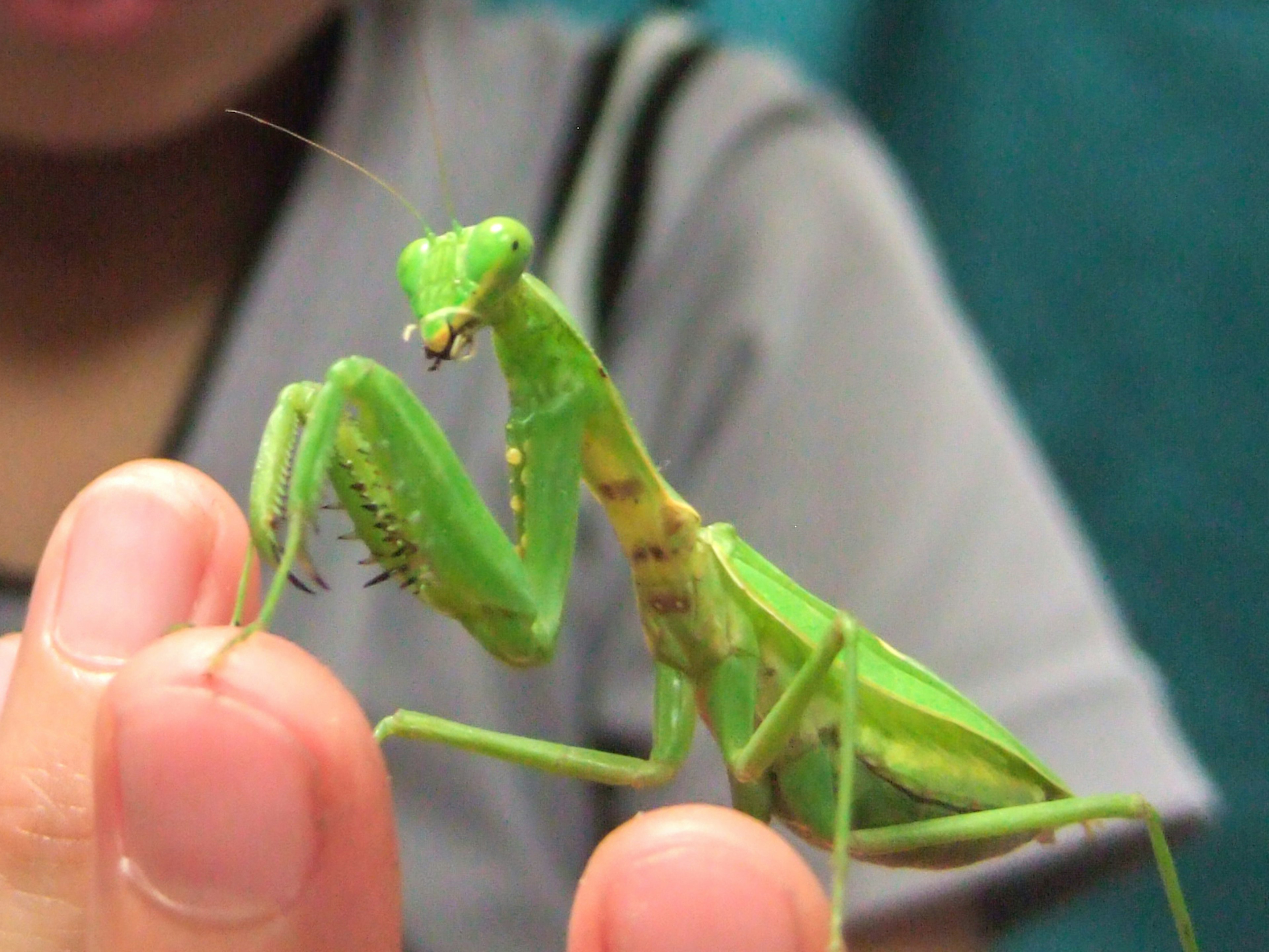 Acercamiento de una mantis religiosa verde en una mano