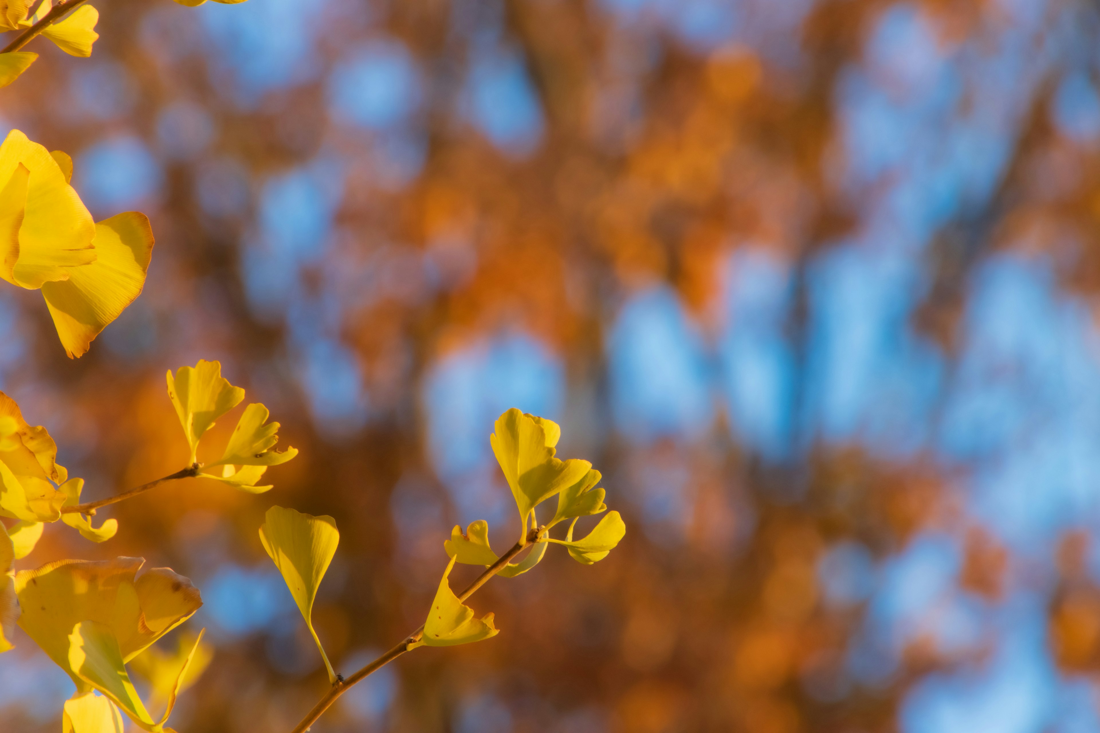 Gelbe Ginkgo-Blätter mit einem verschwommenen orangefarbenen Hintergrund