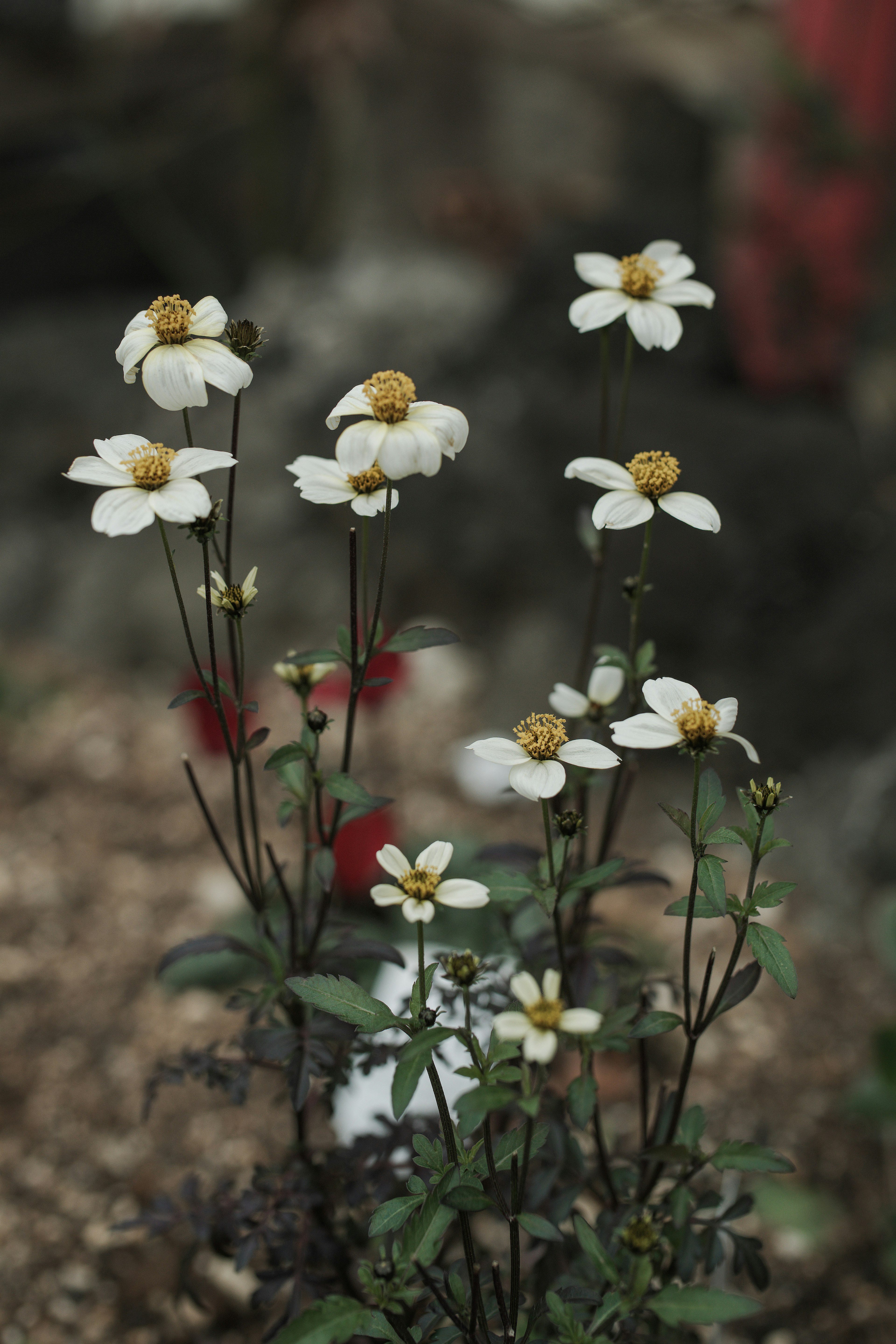 Cluster von weißen Blumen mit gelben Mittelpunkten in einem Garten