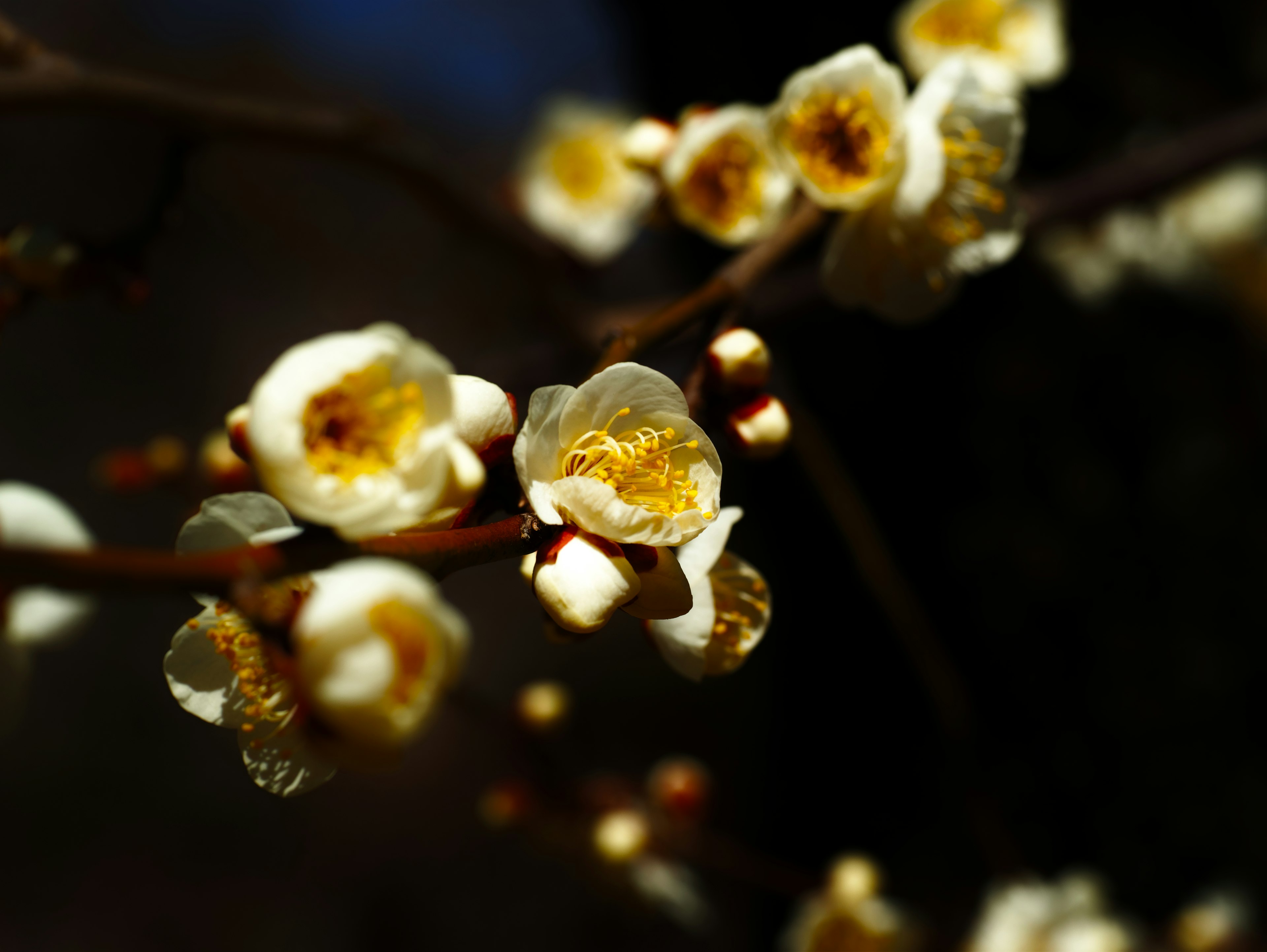 Close-up of white plum blossoms on a branch