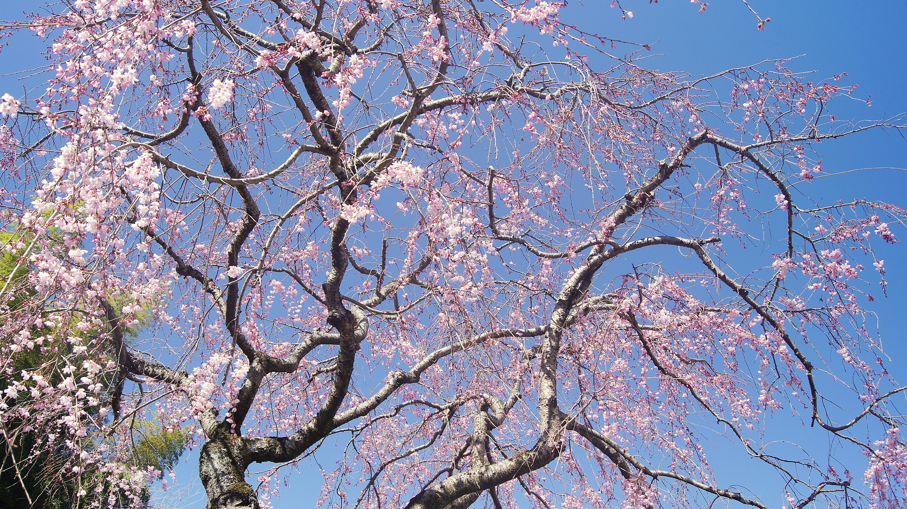 Äste eines Kirschbaums mit rosa Blüten vor einem blauen Himmel