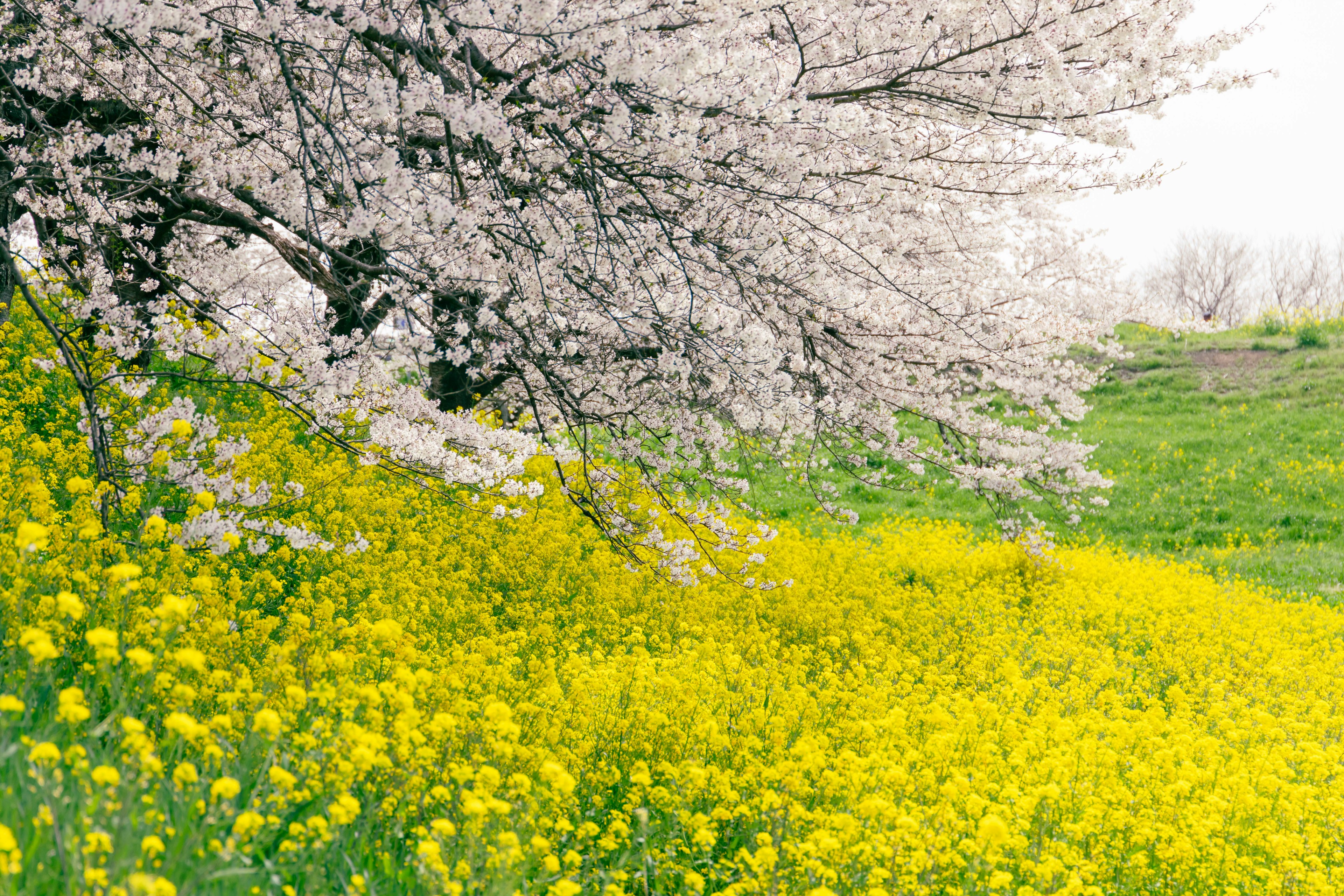 樱花树和前景的黄色花朵