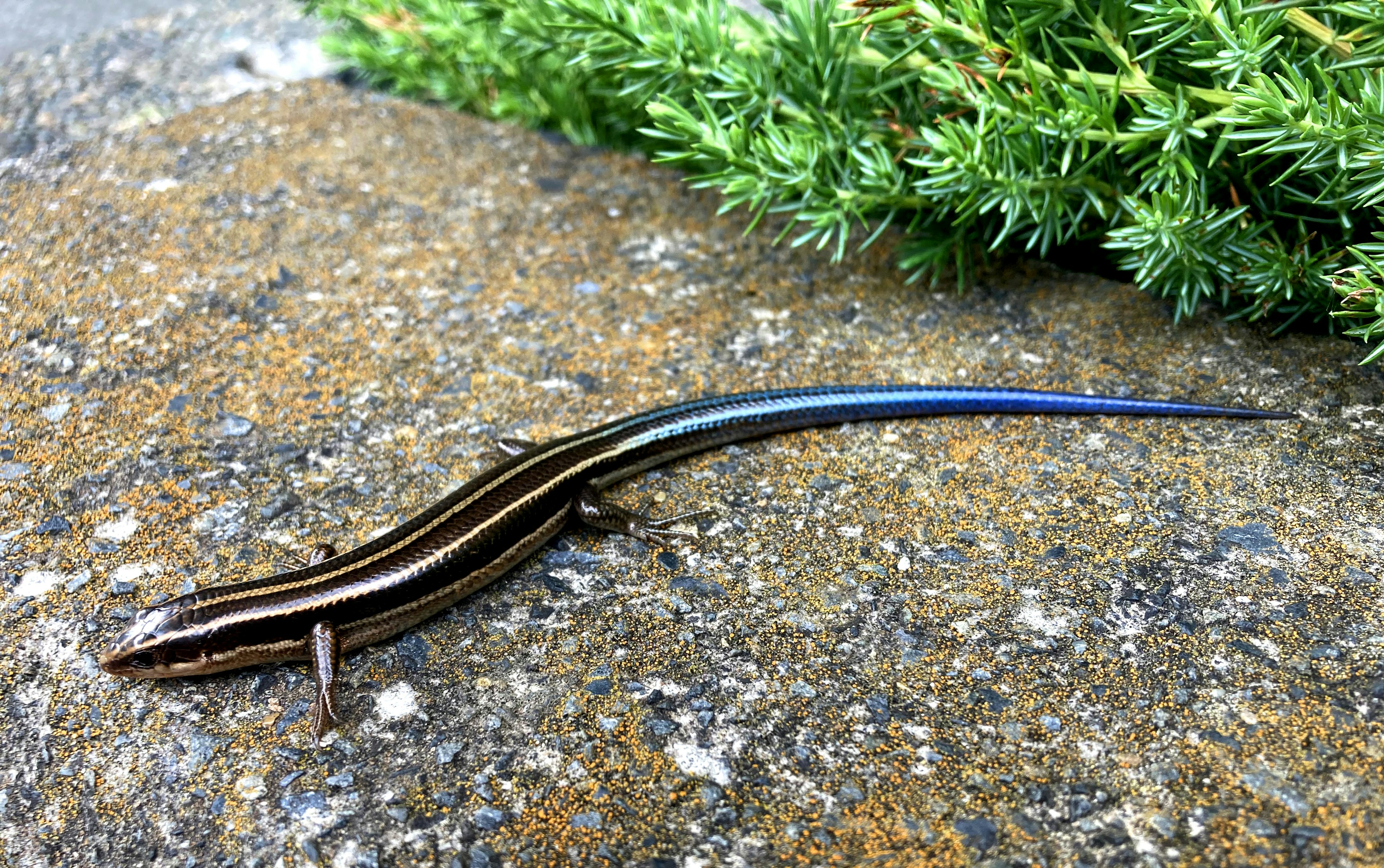 Una specie di scinco con una coda blu che riposa su una superficie di pietra