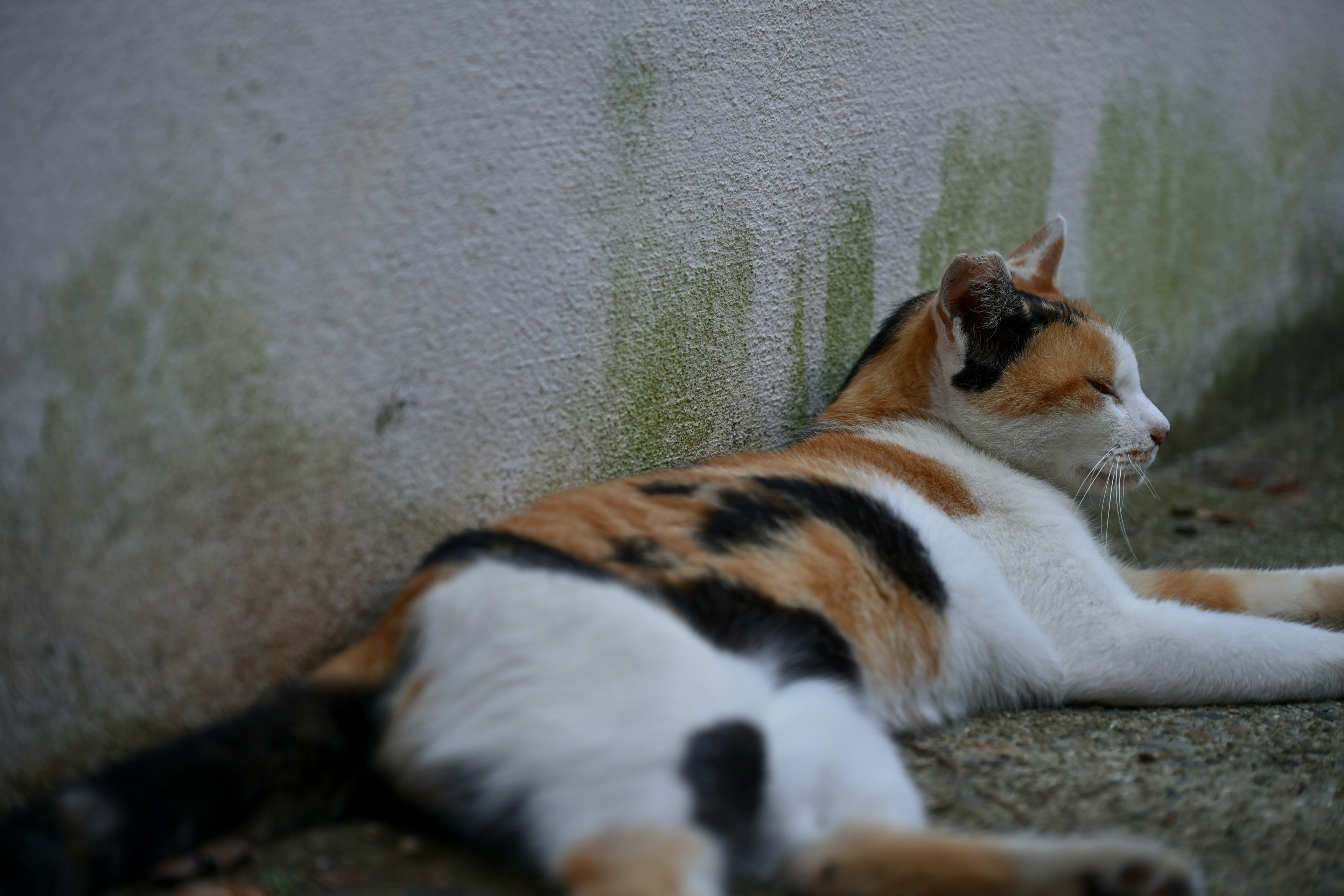 Chat calico allongé contre un mur