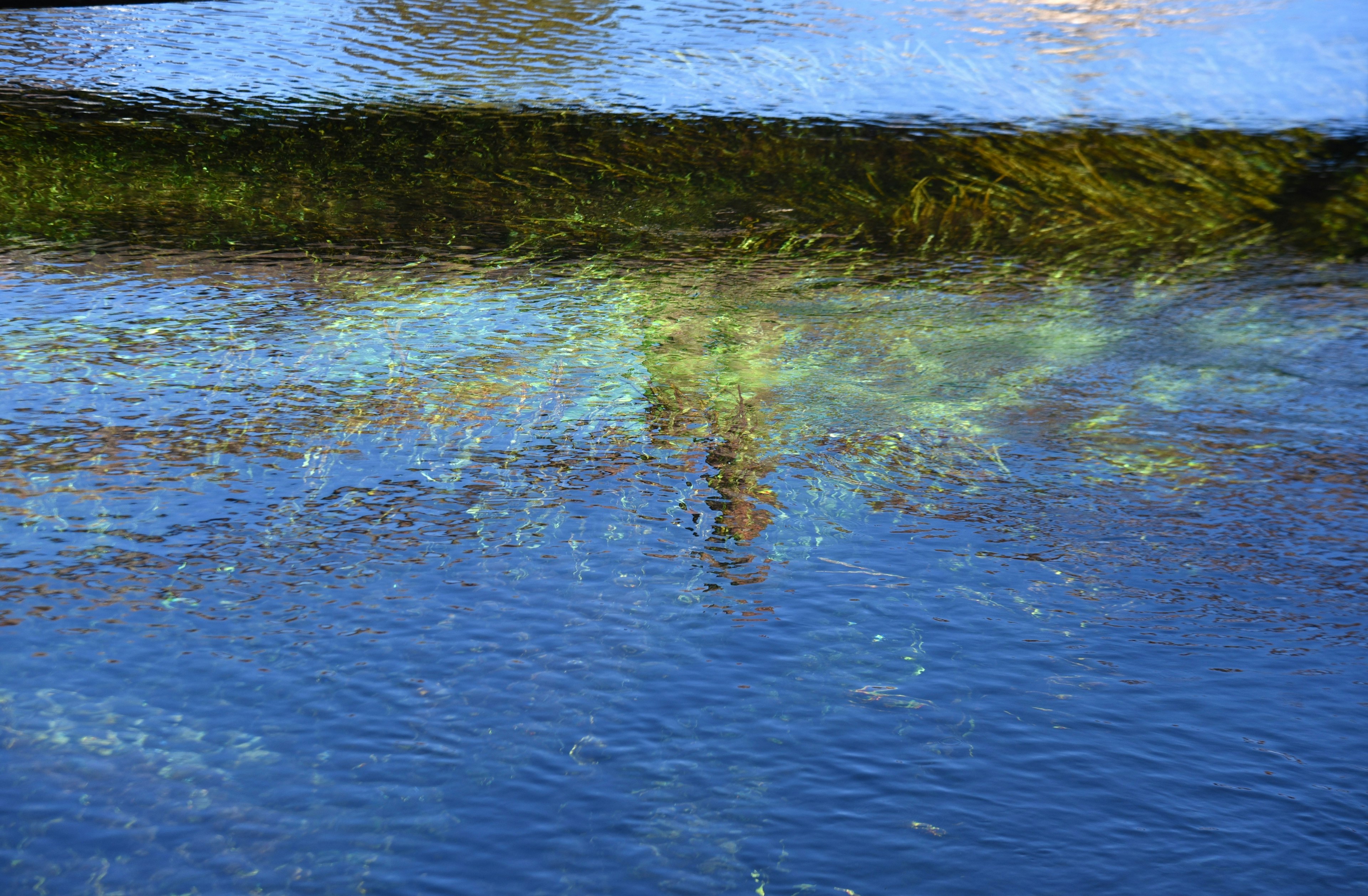 Reflejo de plantas verdes y cielo azul en la superficie del agua