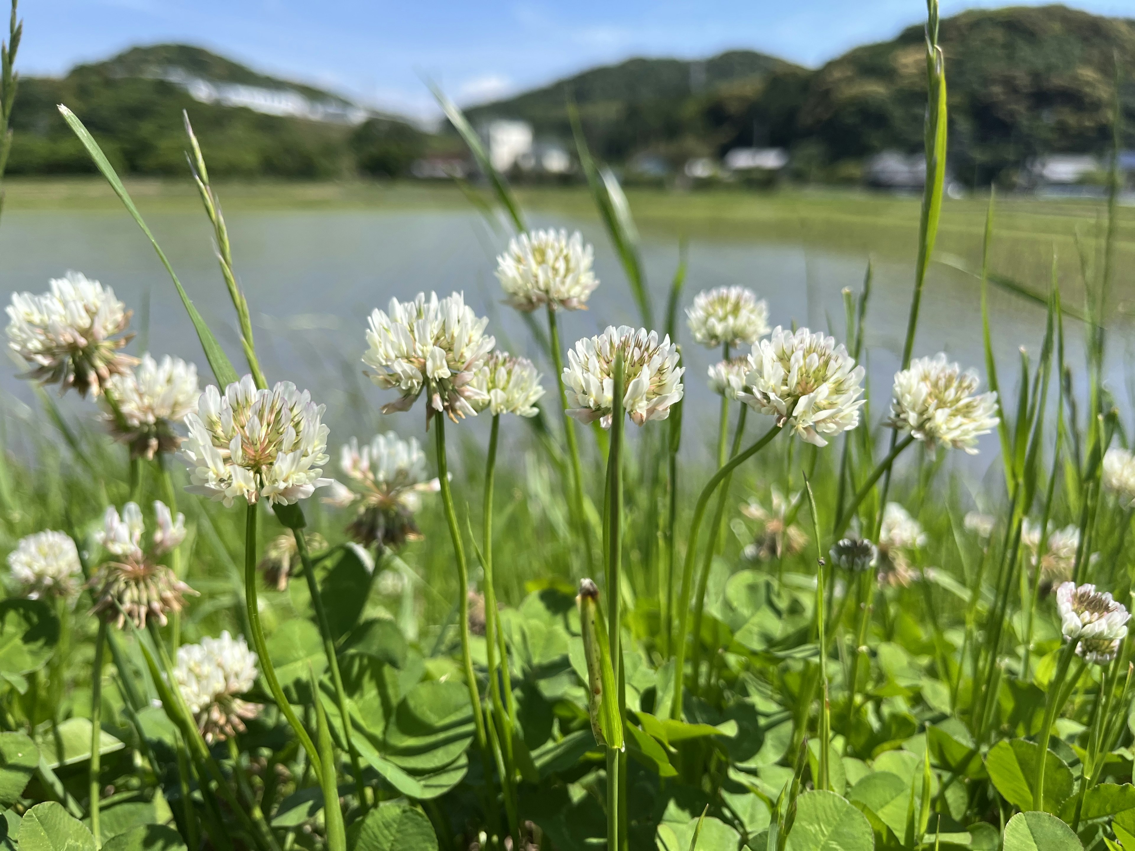 白いクローバーの花が咲いている緑の草地と池の背景