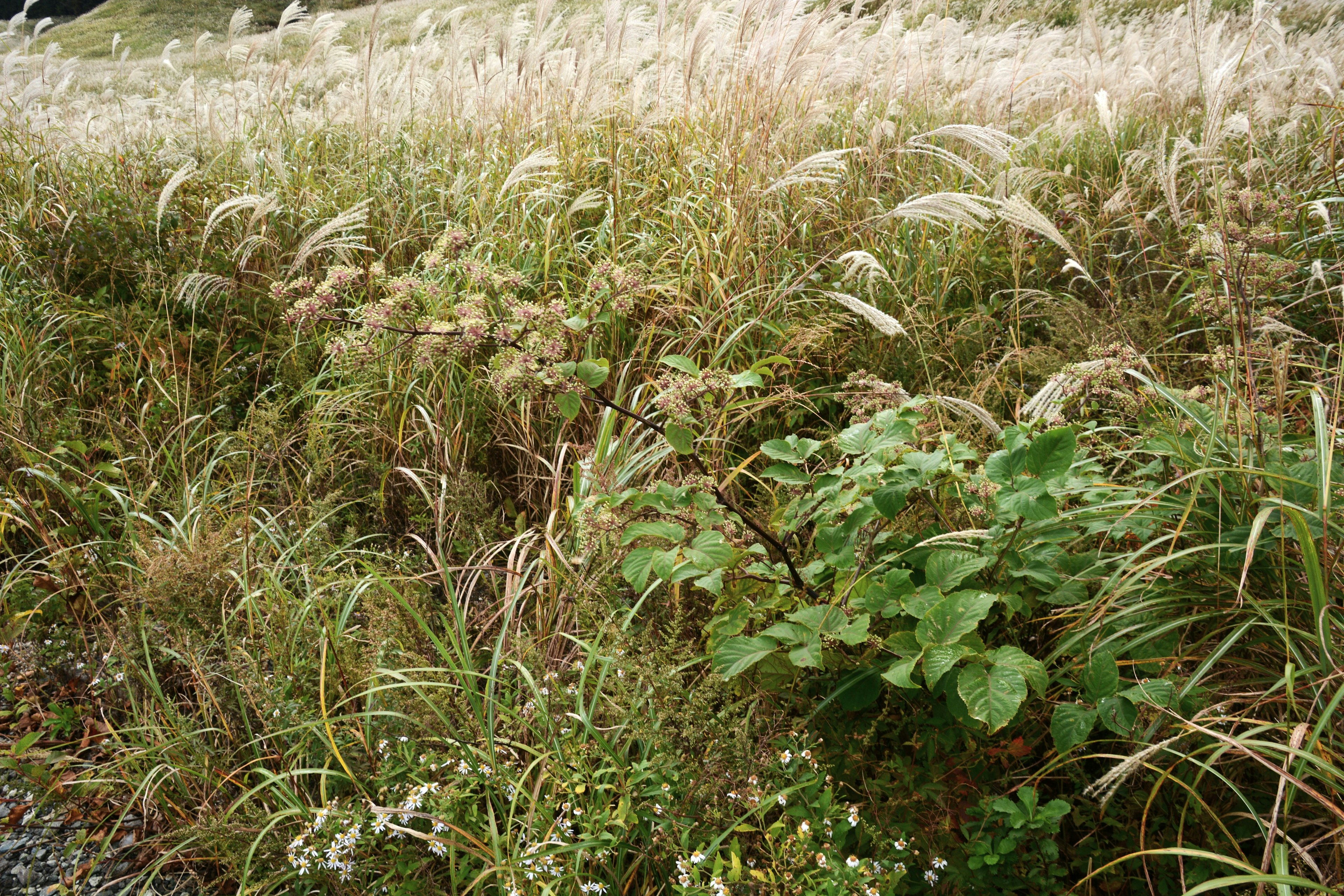 Landscape featuring green and golden grasses with wild plants