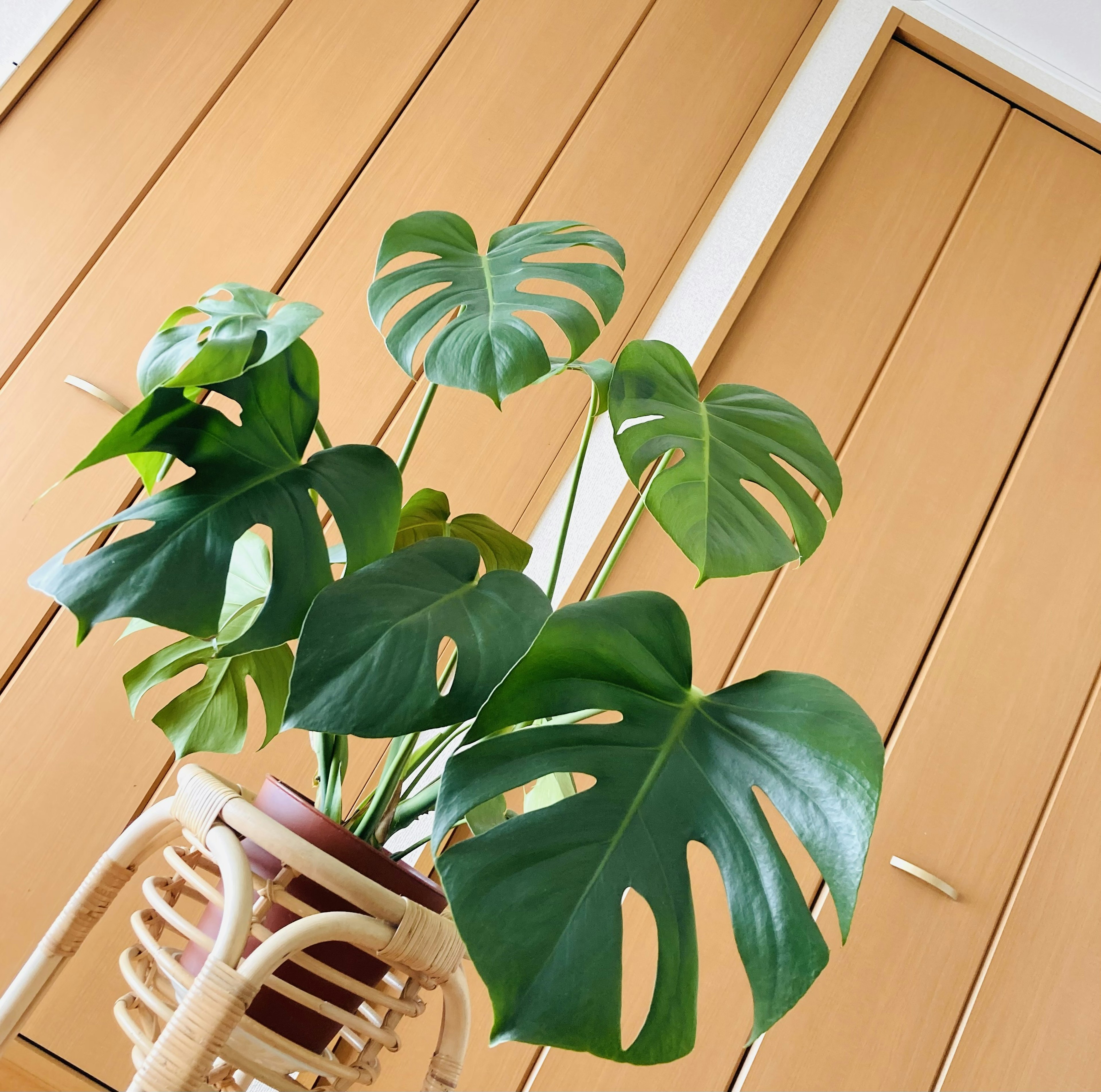 Una planta Monstera en maceta en una cesta tejida frente a puertas de madera clara