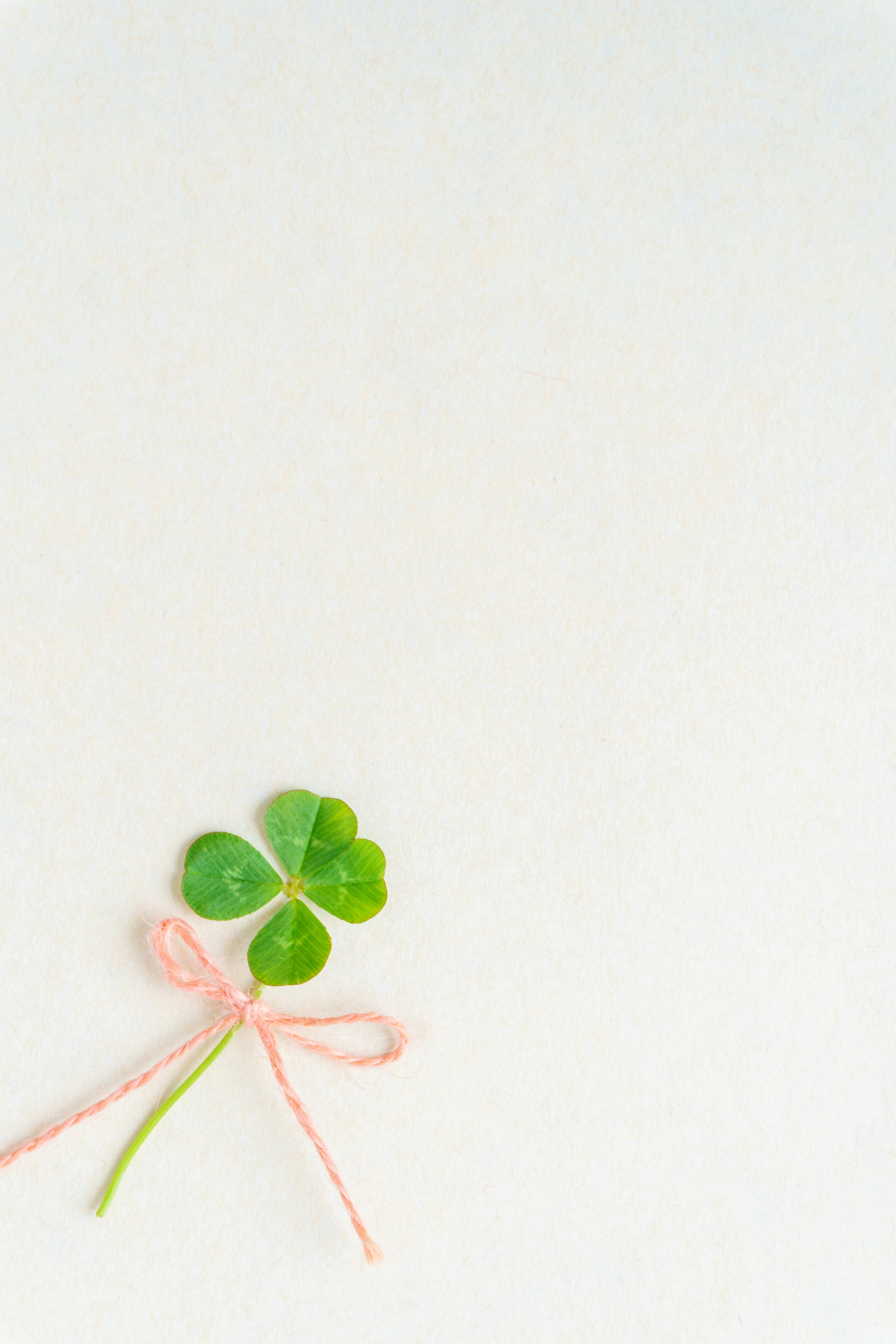 A four-leaf clover tied with a pink ribbon on a white background