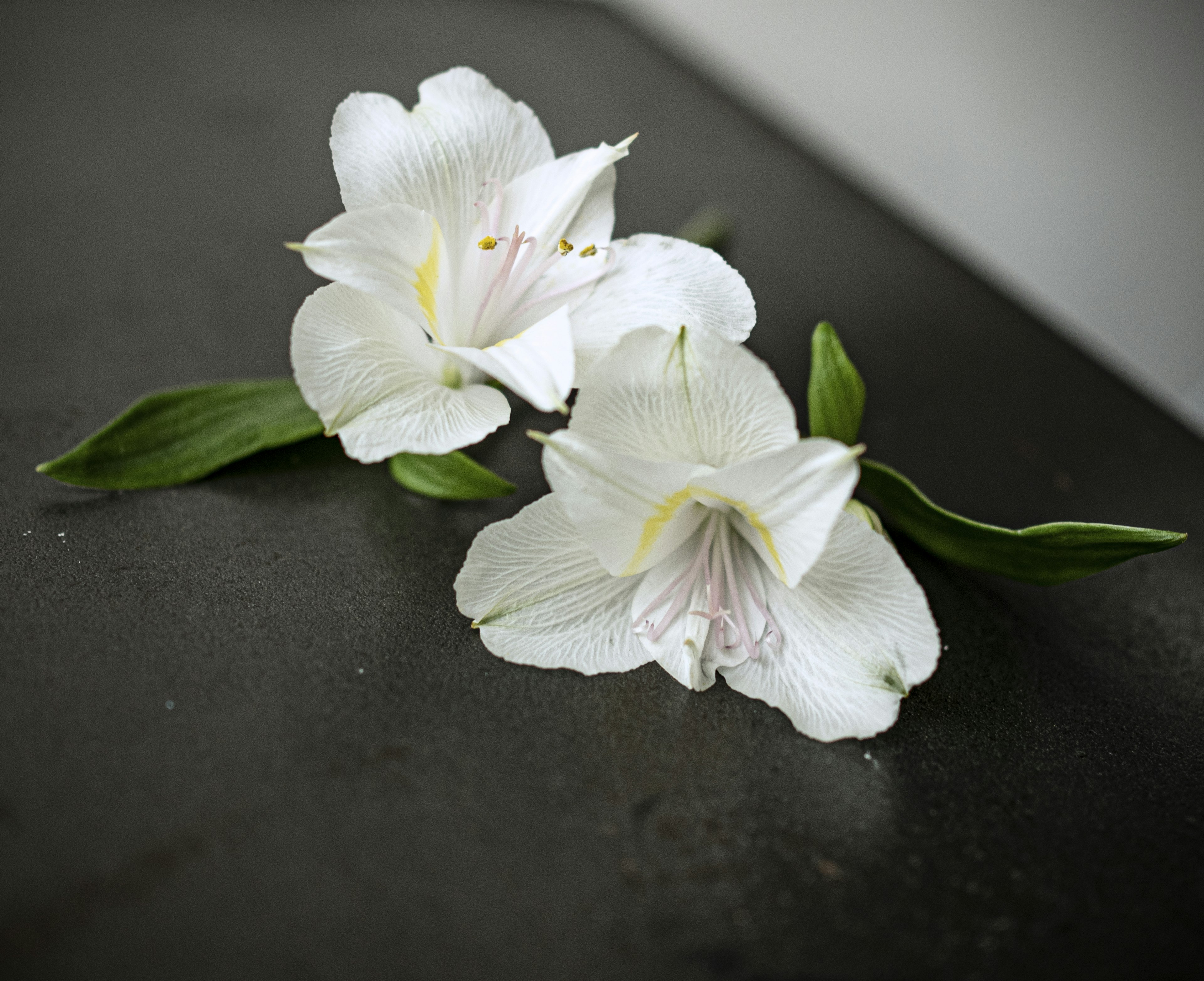 Zwei weiße Blumen mit grünen Blättern auf einer dunklen Oberfläche arrangiert