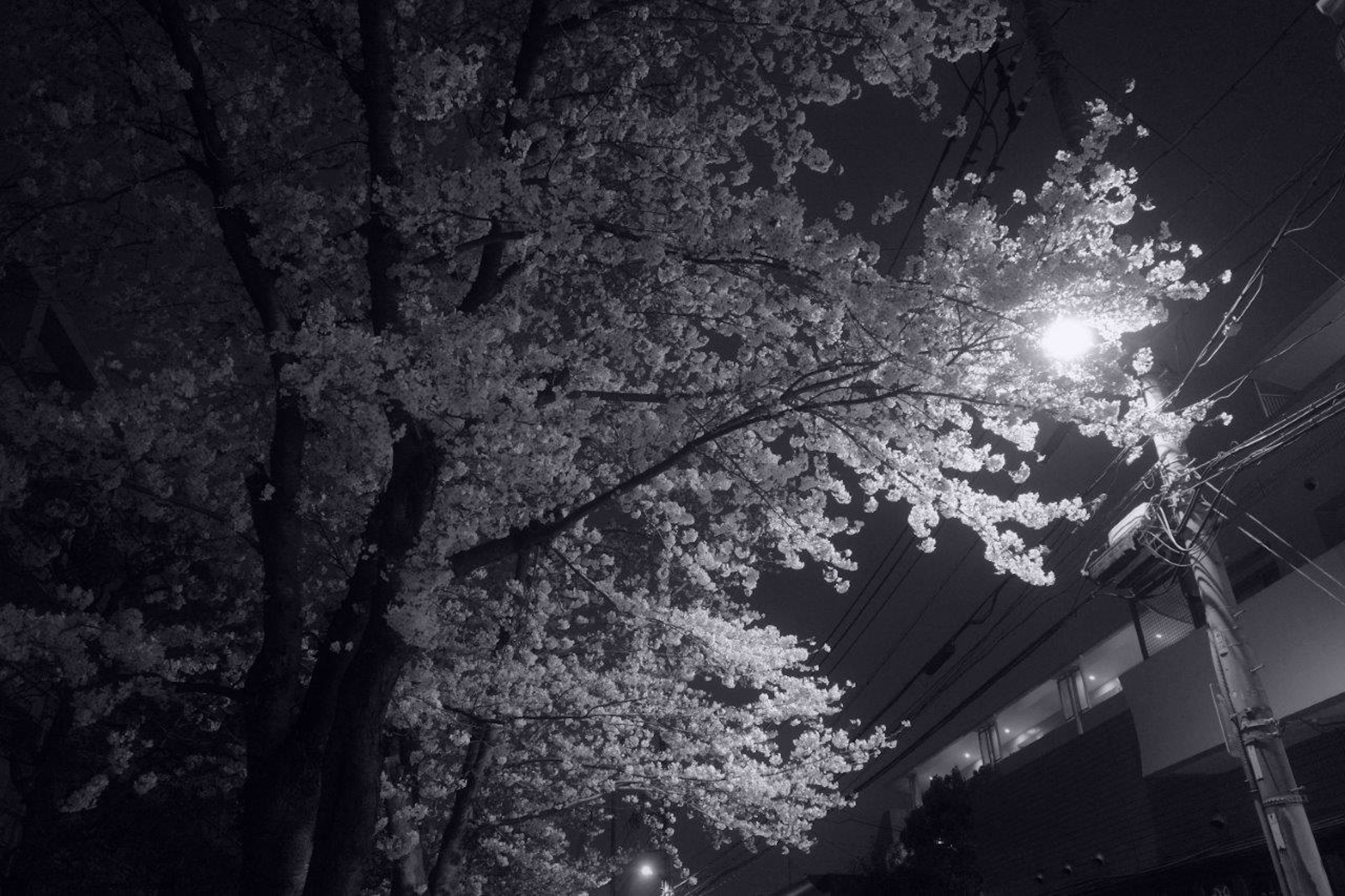 夜の街灯の下で輝く桜の木の枝と葉