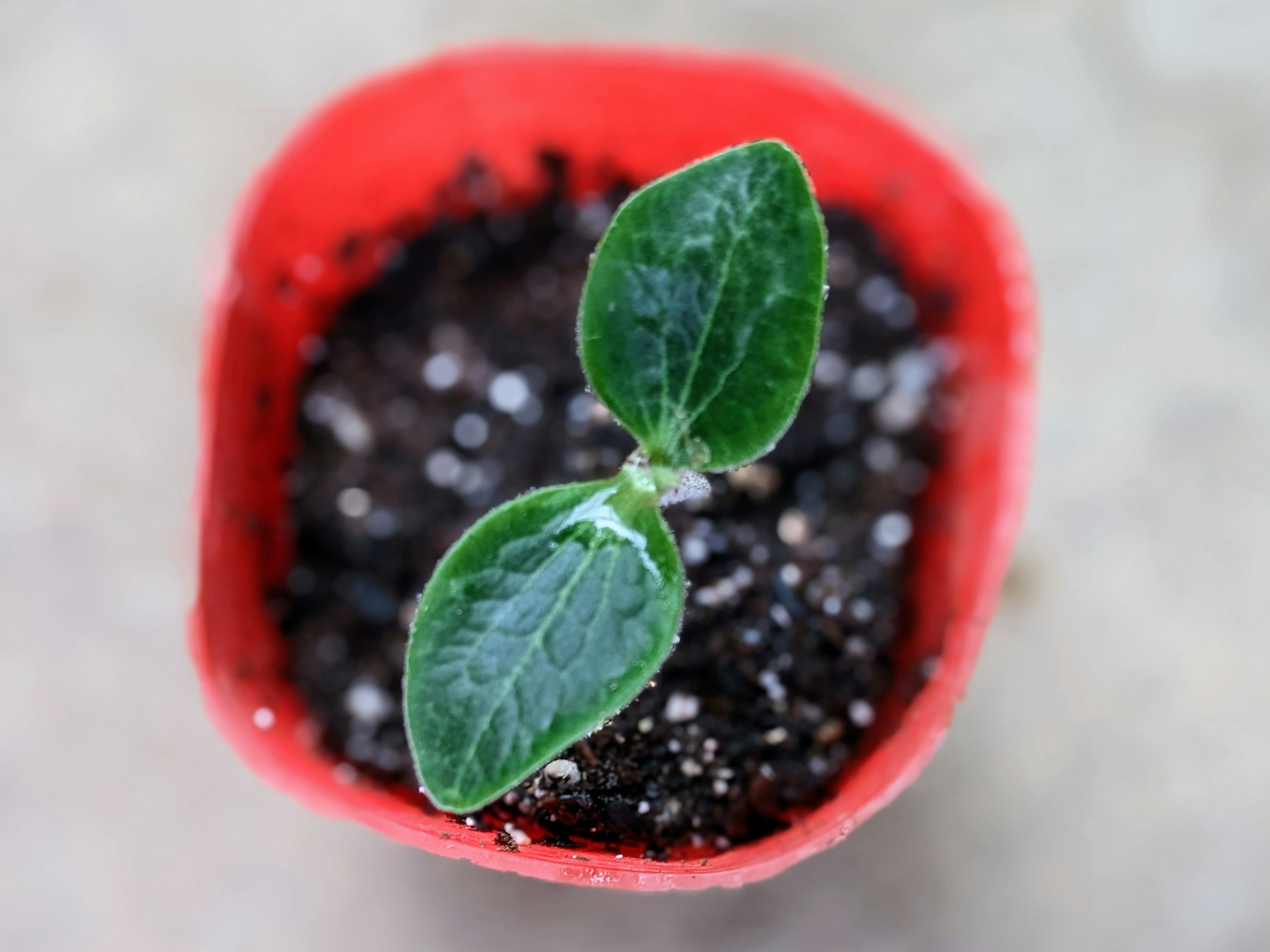 Tanaman kecil tumbuh dengan dua daun dalam pot merah