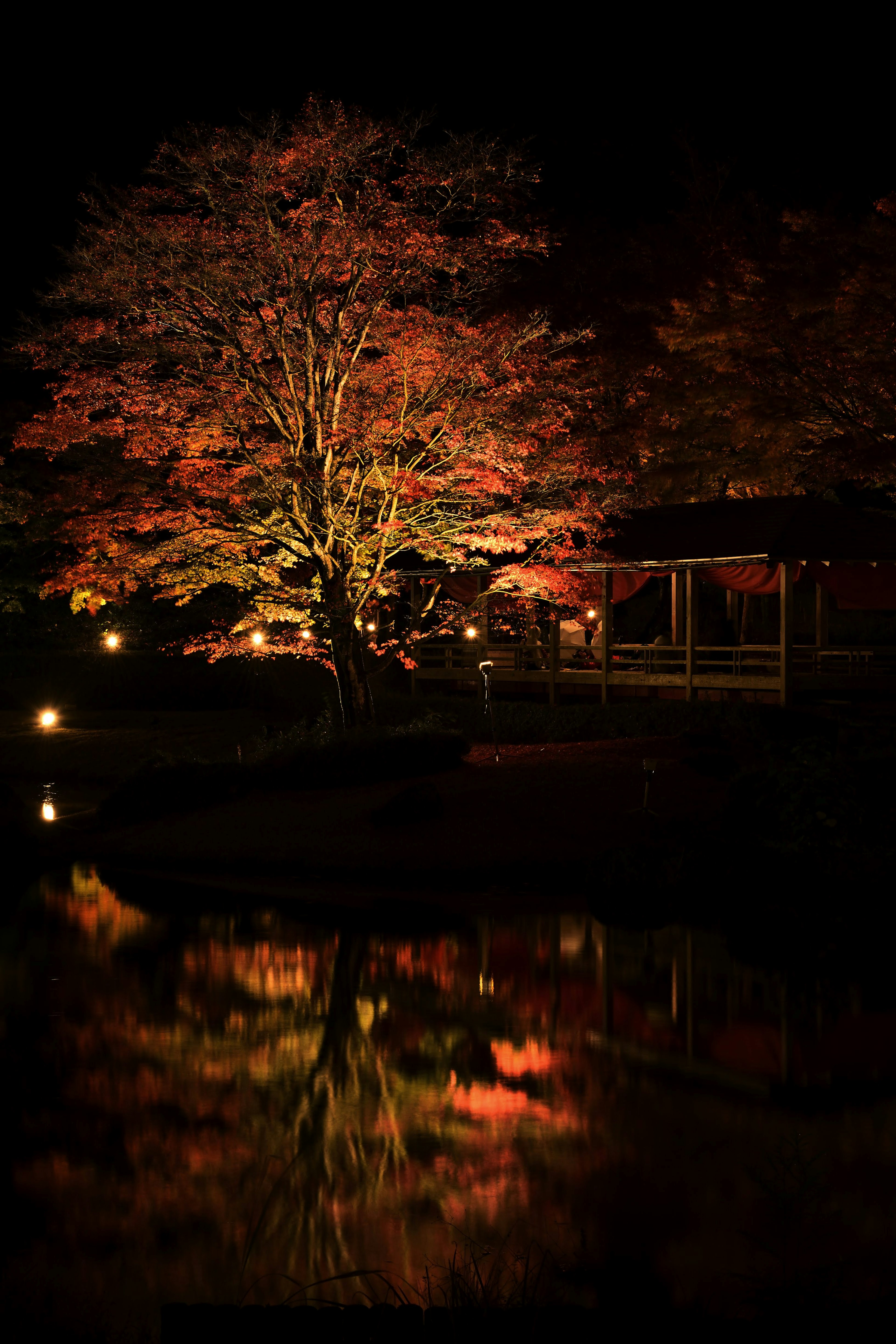 夜间照亮的秋天树木及其在水中的倒影