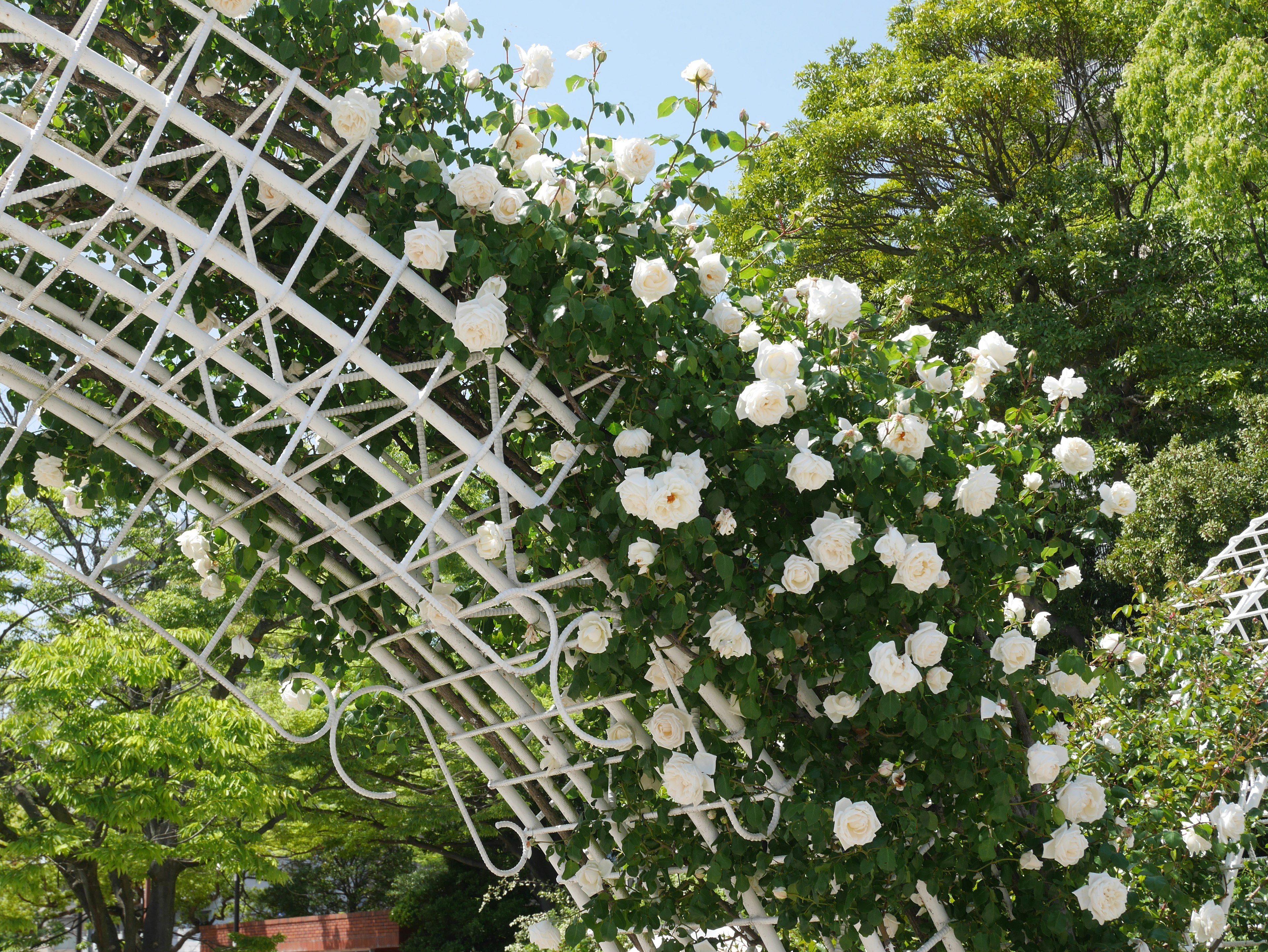 Arco cubierto de rosas blancas y árboles verdes de fondo